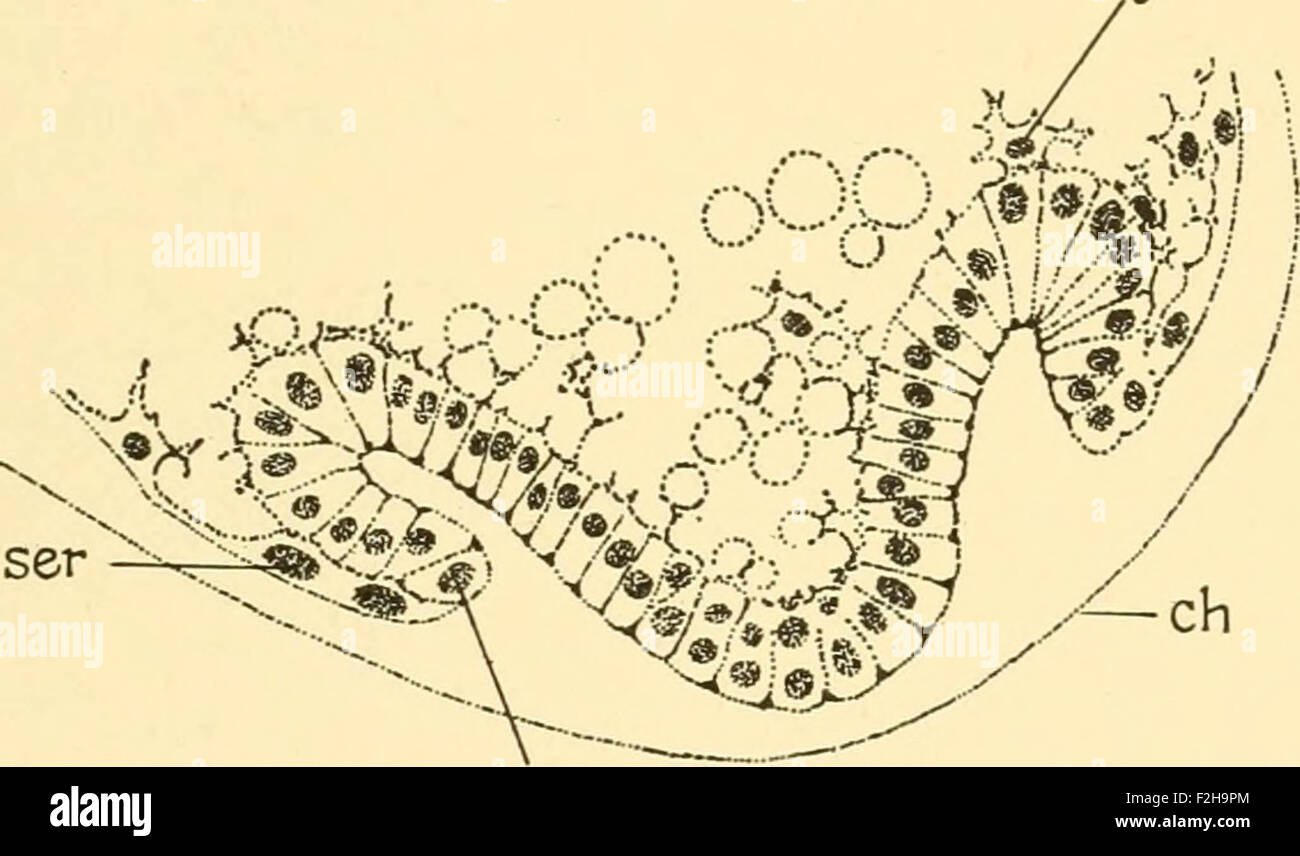 Baby Cell Insect Embryology of insects and myriapods; the developmental history of ...
