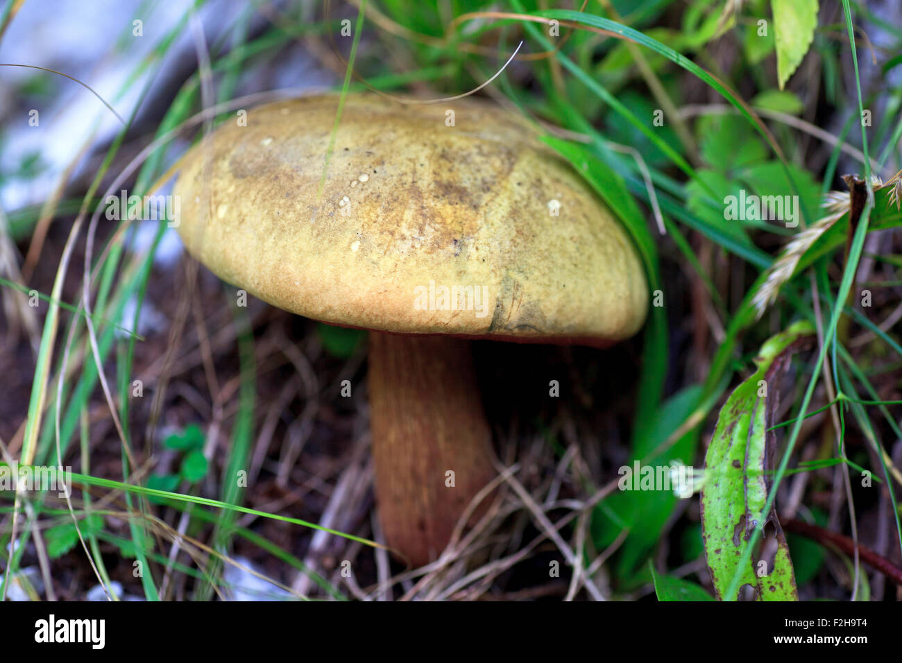 Close up of a Forest mushroom between grass Stock Photo