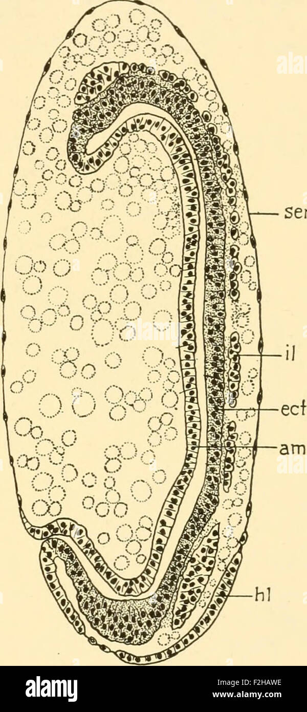 Baby Cell Insect Embryology of insects and myriapods; the developmental history of ...