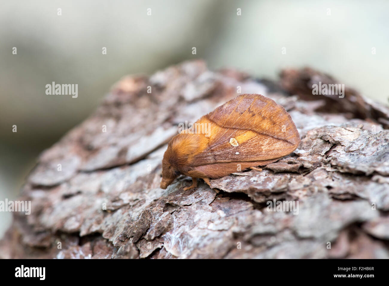 Drinker Moth (Euthrix potatoria), UK Stock Photo