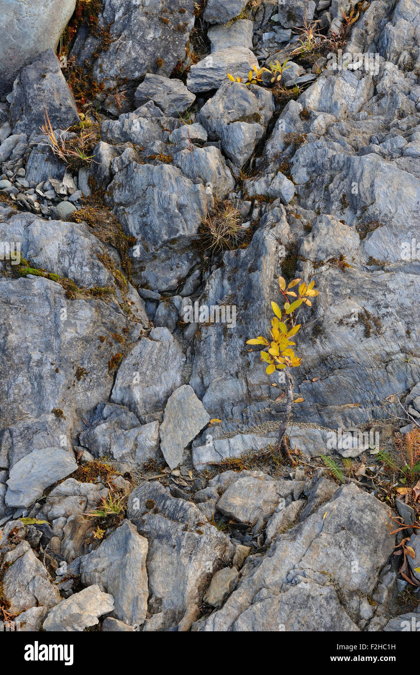 Lonely tree in mountains on rocky background Stock Photo - Alamy