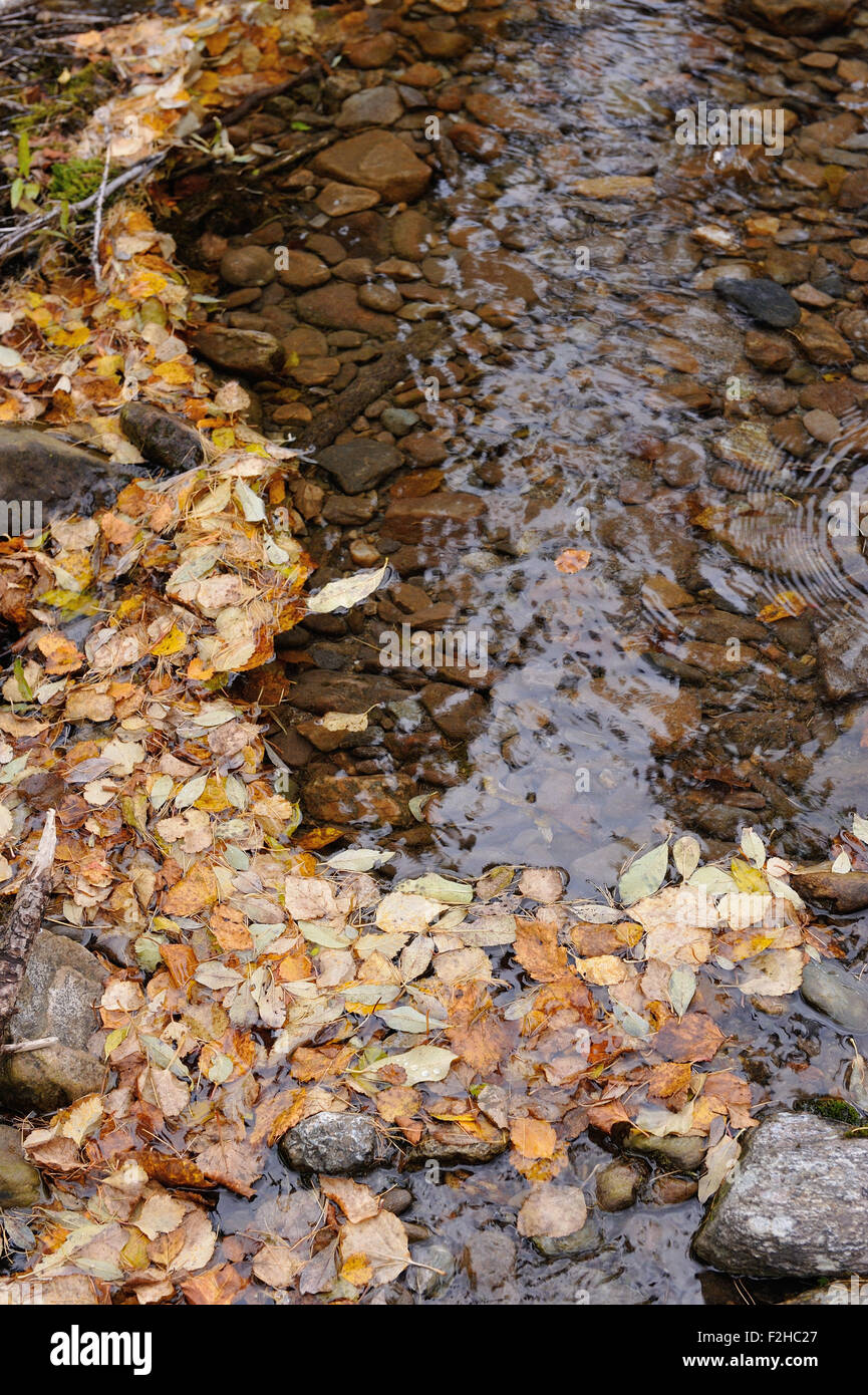 Autumn leaves close up background Stock Photo - Alamy