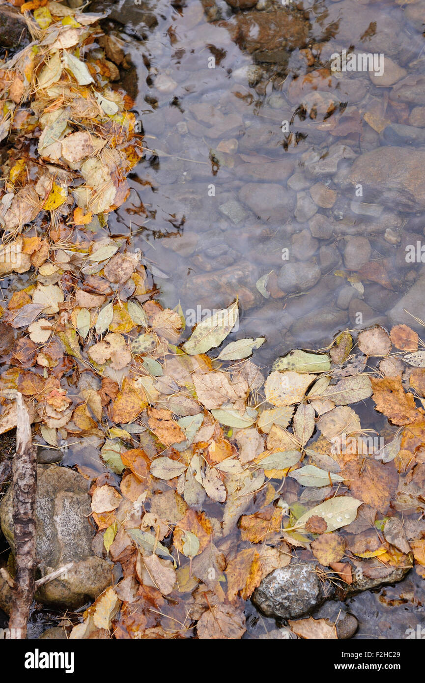 Autumn leaves close up background Stock Photo - Alamy