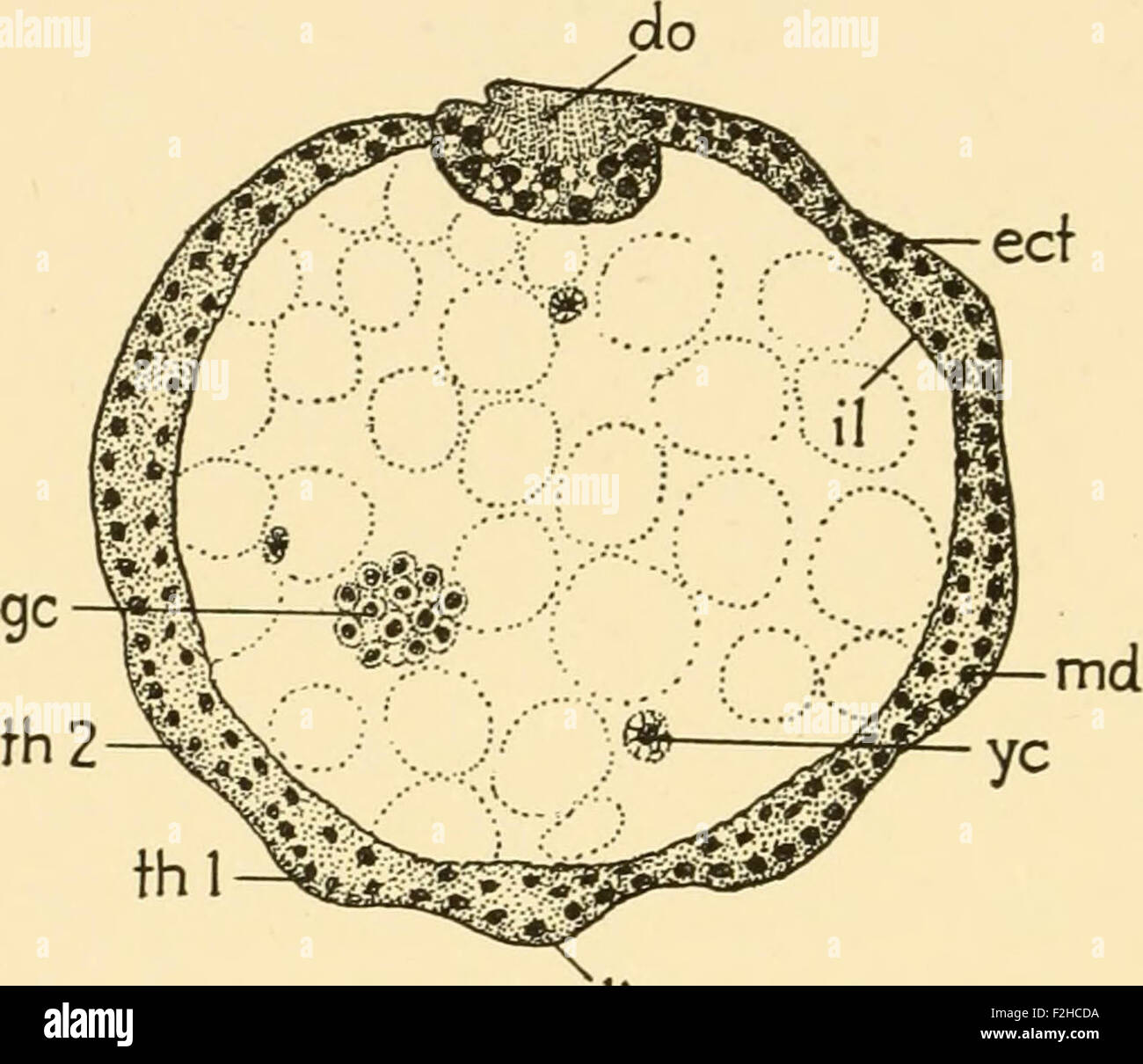 Baby Cell Insect Embryology of insects and myriapods; the developmental history of ...