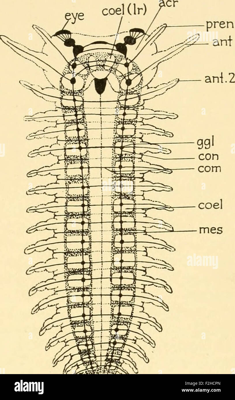 Embryology of insects and myriapods; the developmental history of