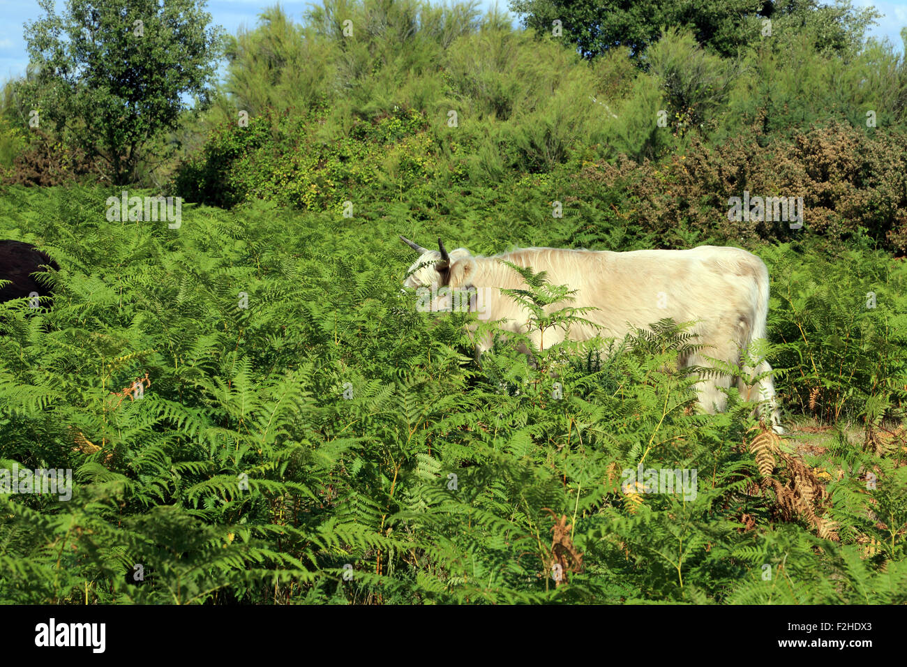 Cow in bracken at Pointe de Pen Bron, Guerande, Loire-Atlantique, France Stock Photo