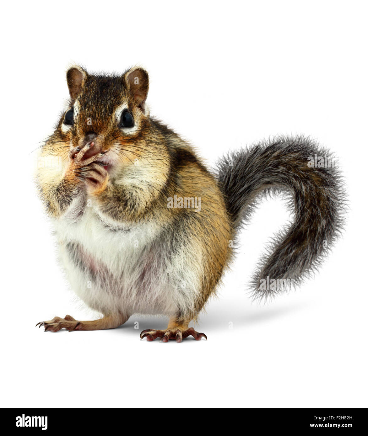 surprised squirrel closes mouth with paws, on white Stock Photo