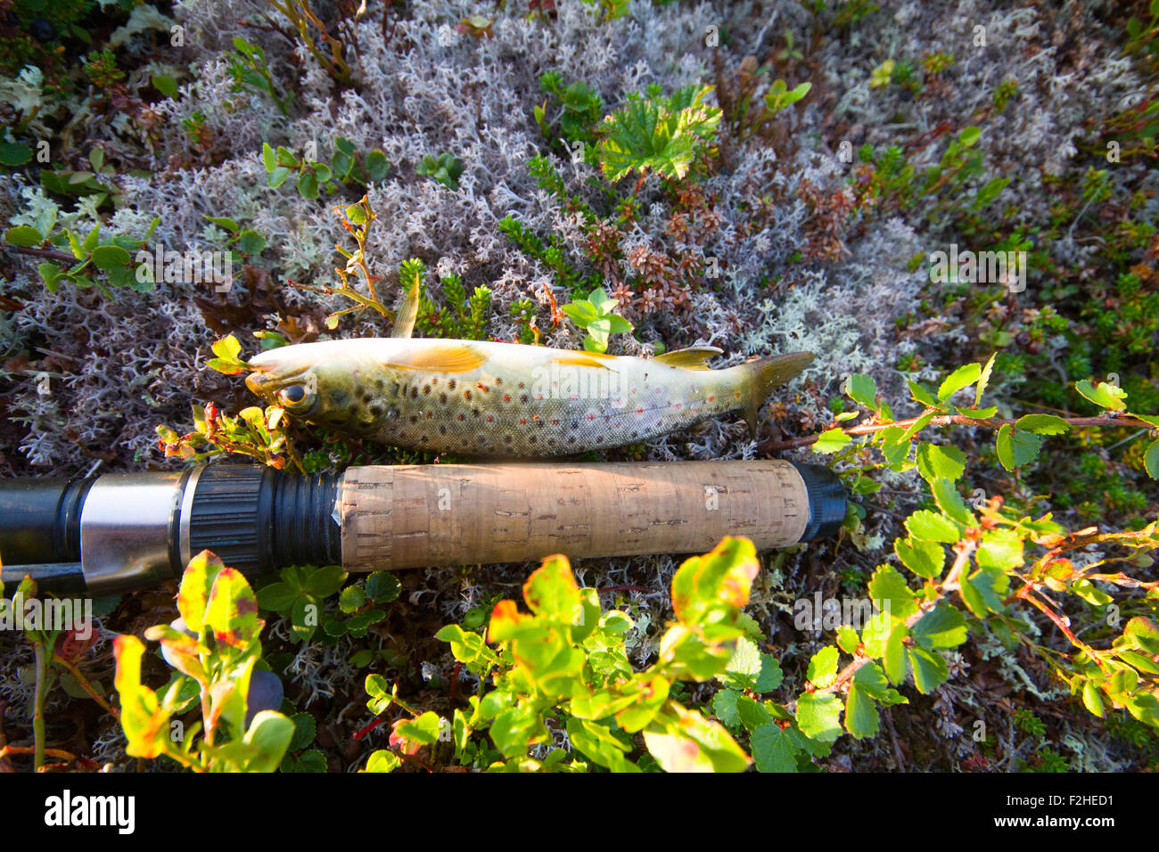 catching of salmon fish on a rod Stock Photo Alamy