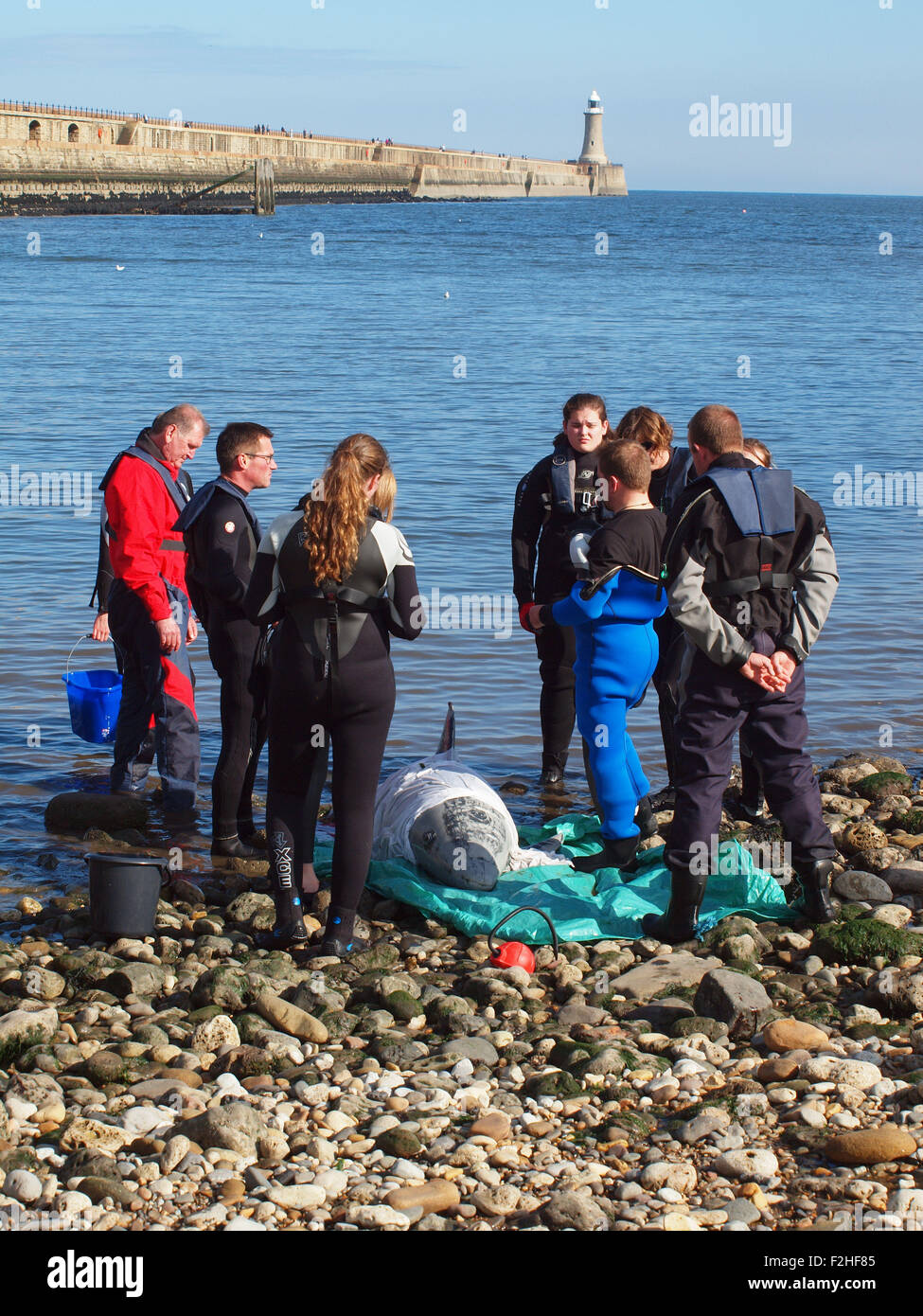 The marine life rescue charity (B.D.M.L.R) training volunteers to ...