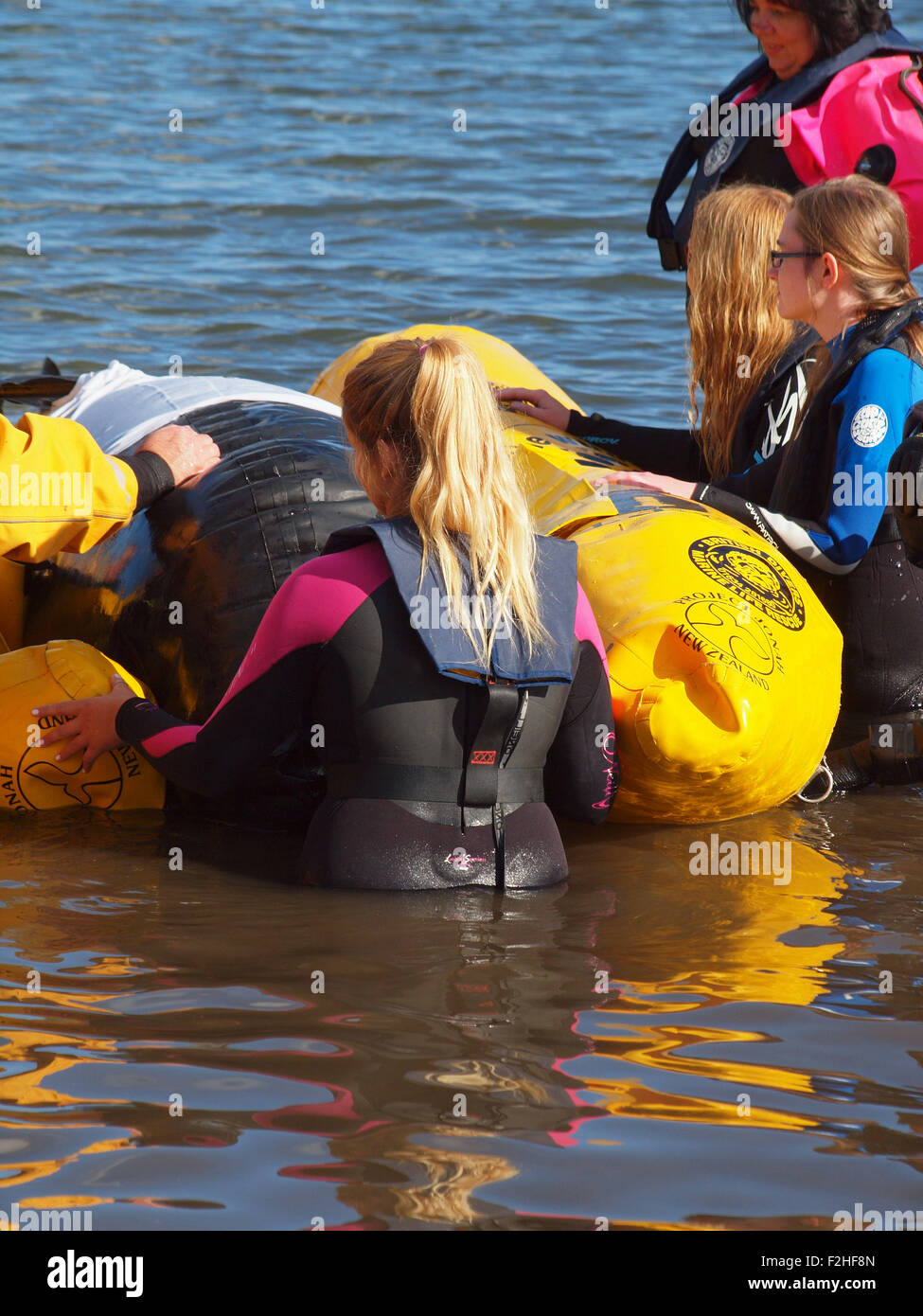 The marine life rescue charity (B.D.M.L.R) training volunteers to ...