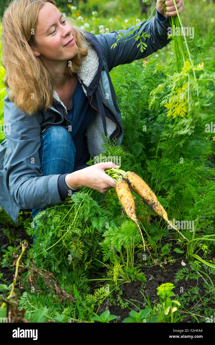 Woman admiring freshly picked carrots at the allotment Stock Photo