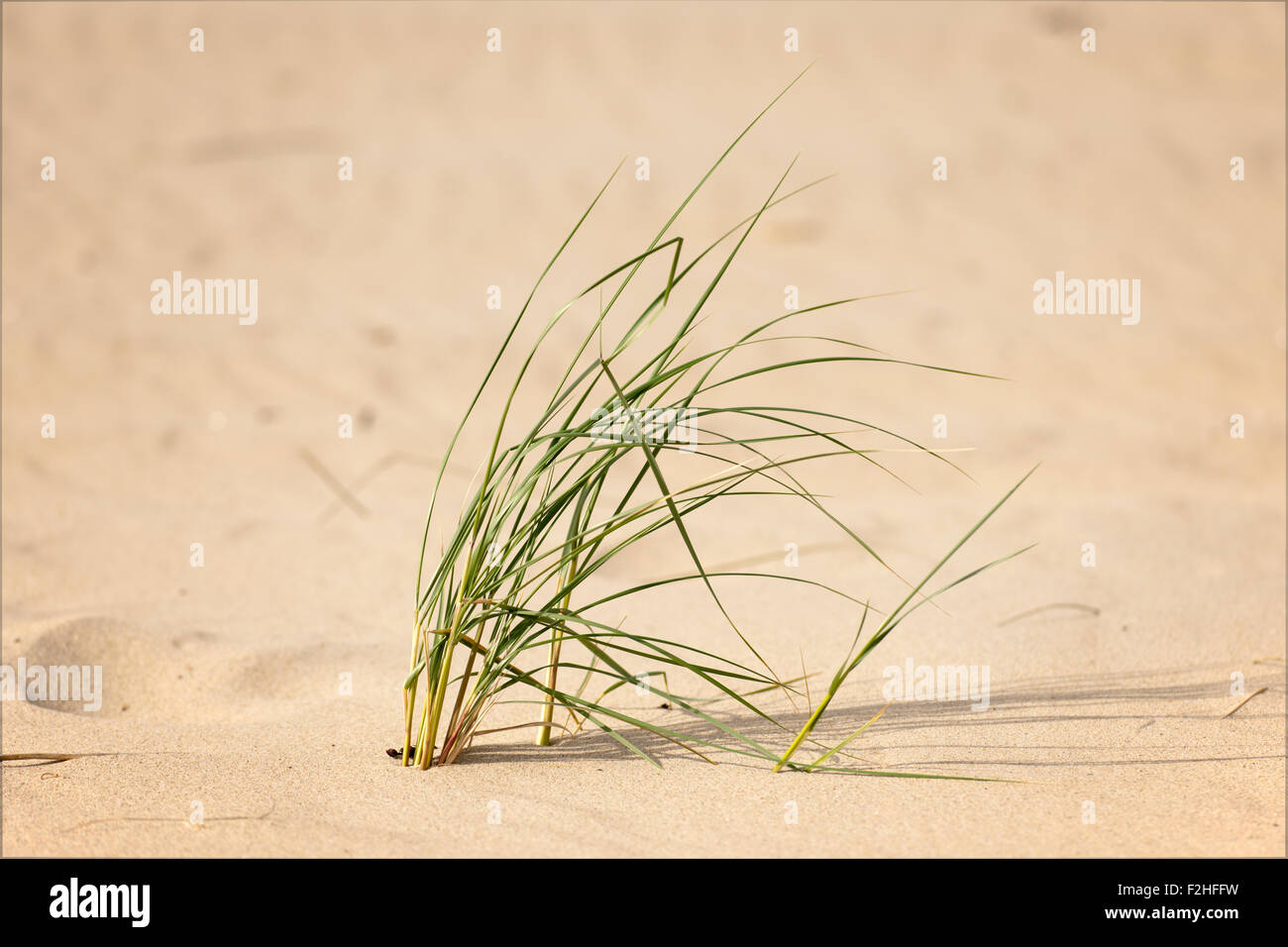 a solitary plant marram grass bending in the wind on a sandy beach