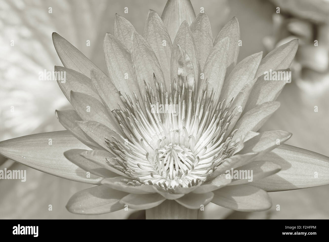water lily in pond close up Stock Photo - Alamy