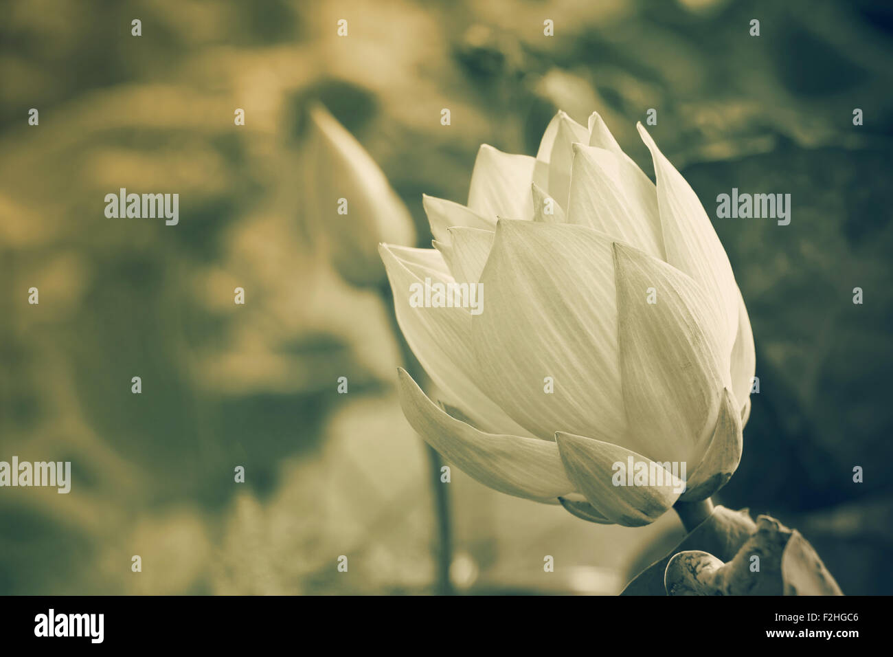 water lily in pond close up Stock Photo - Alamy