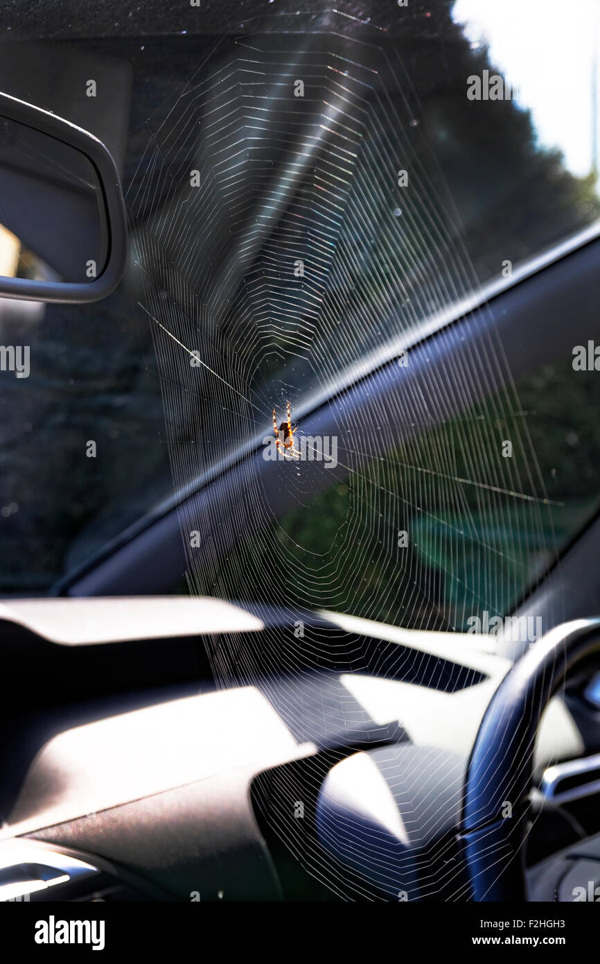A large spider has spun its web in the front of the dashboard of a car - almost ready to drive away! Stock Photo