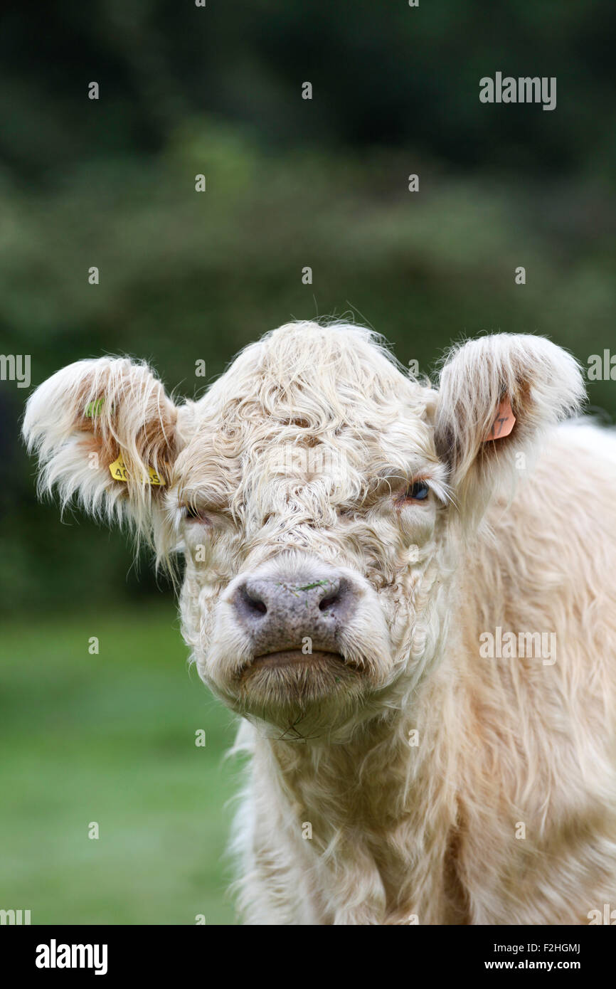 whitebred shorthorn cow cattle grazing in the New Forest, Hampshire, UK