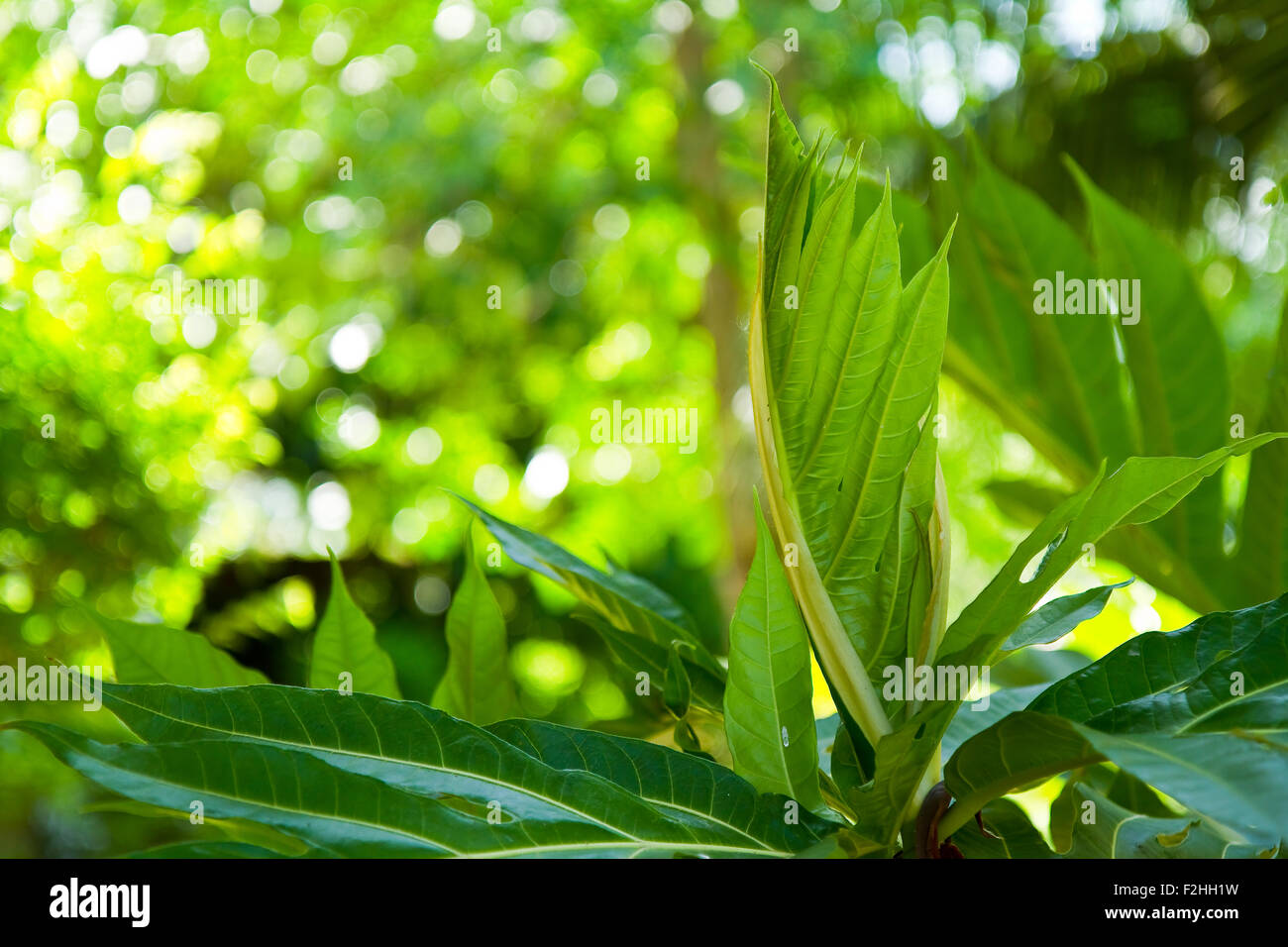 Green color spathe hi-res stock photography and images - Alamy