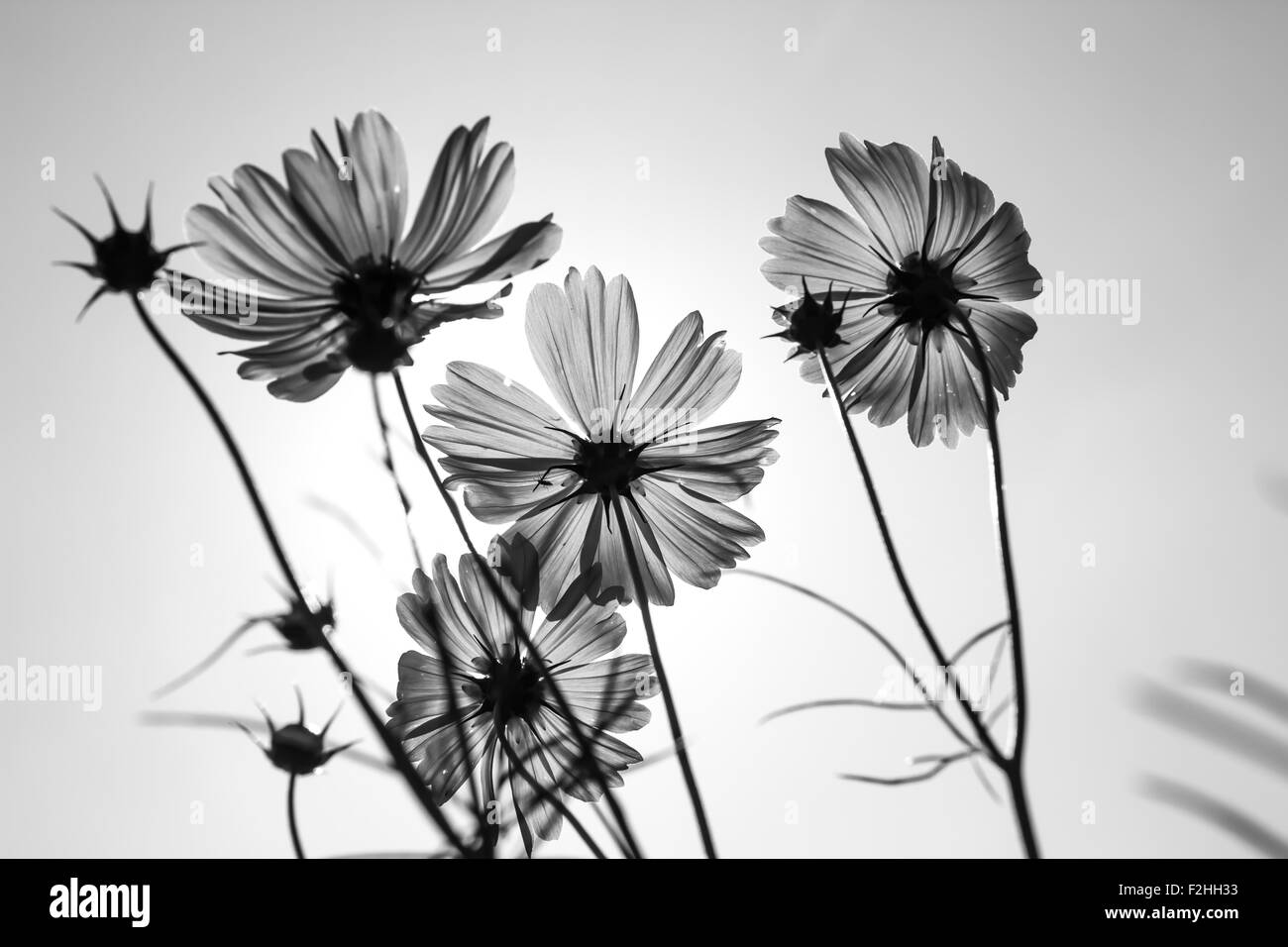 Cosmos pink white flowers Black and White Stock Photos & Images - Alamy