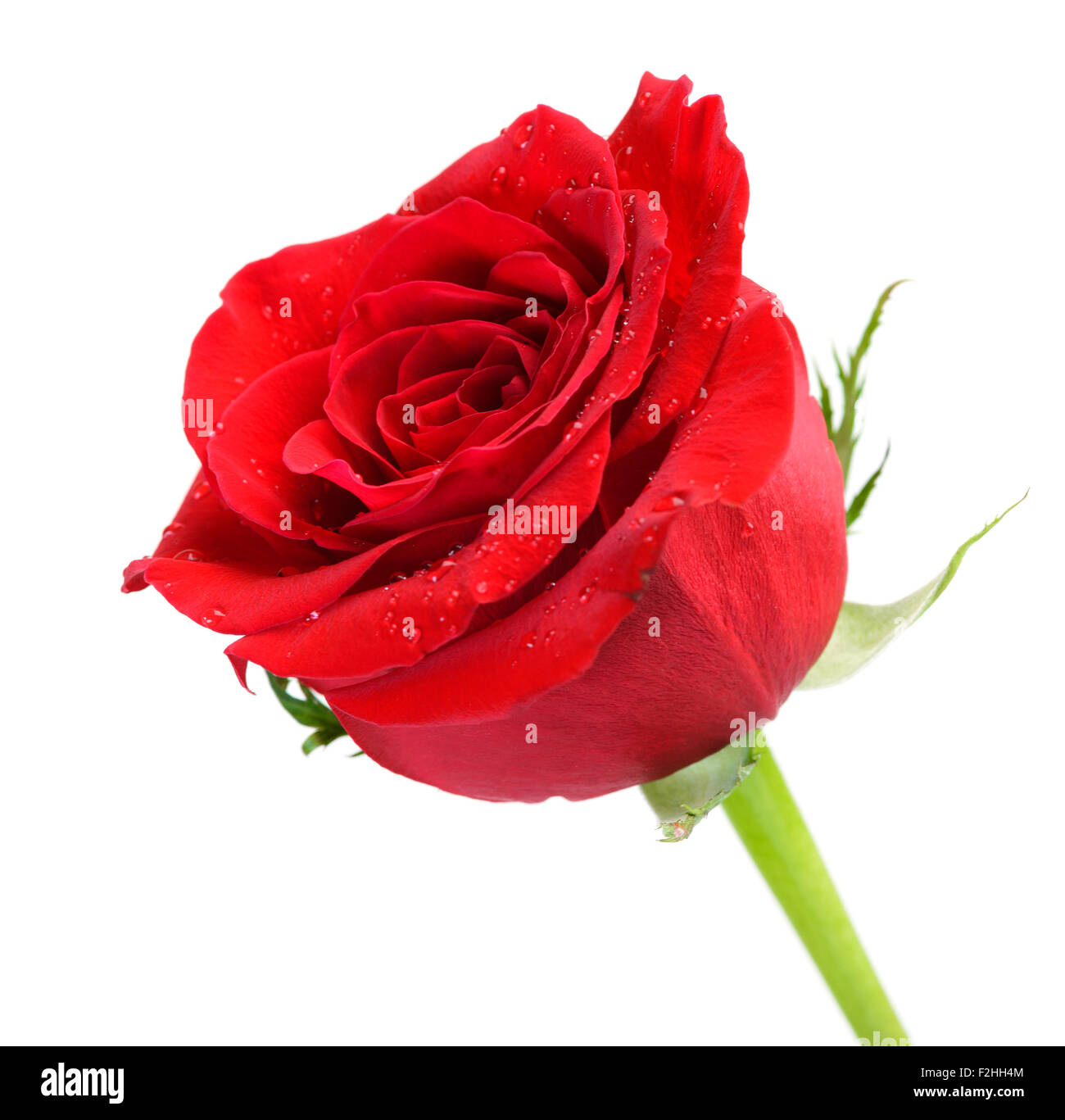 Rose hi-res stock photography and images - Alamy