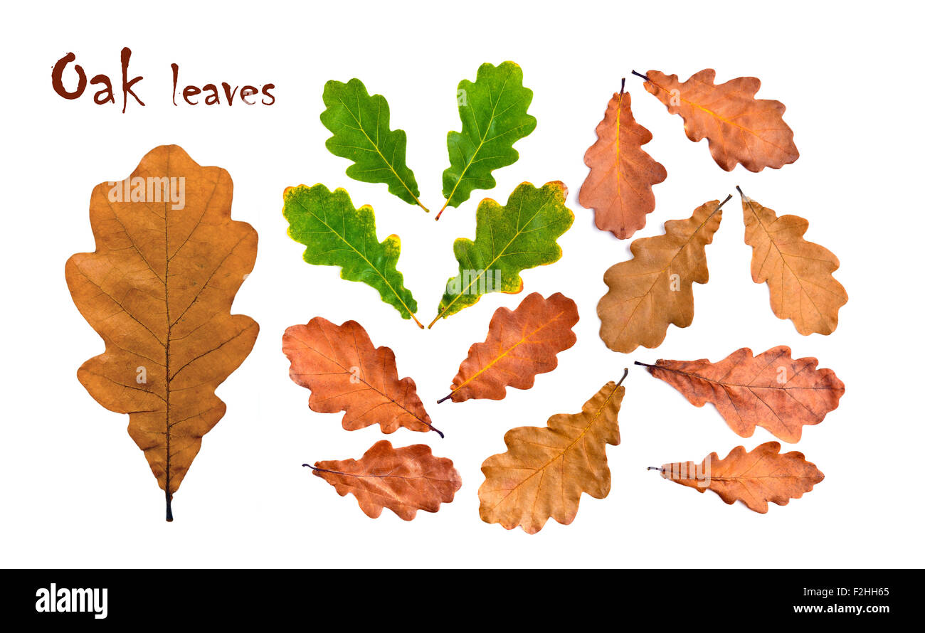 Oak fall and green leaves collection. Sharp and clean, large size Stock Photo