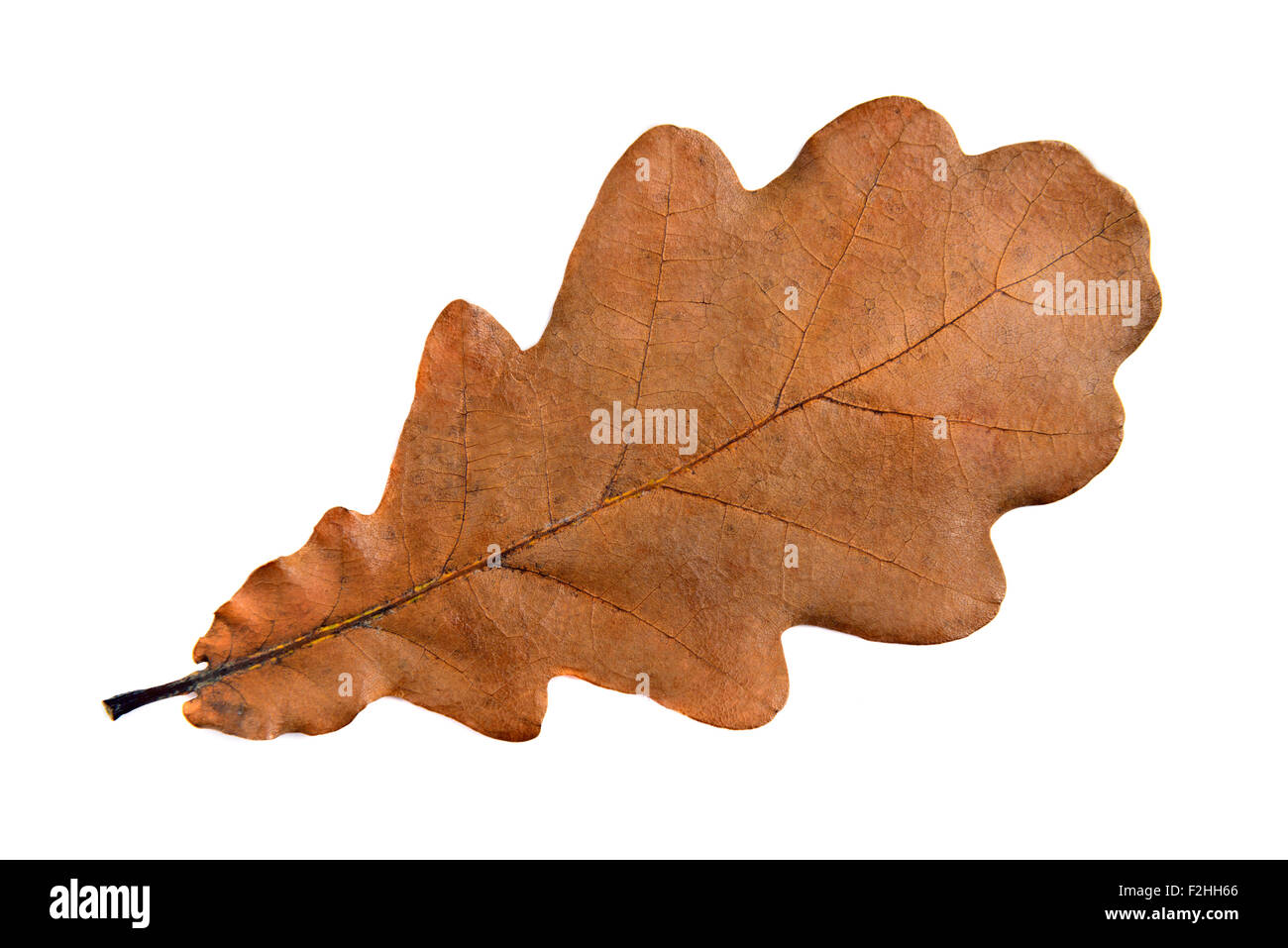 Single oak leaf, sharp and clean, large size Stock Photo