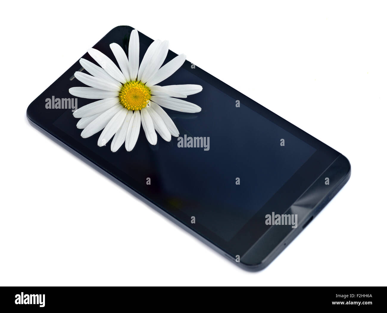 Daisy  chamomile flower on black smart phone screen Stock Photo