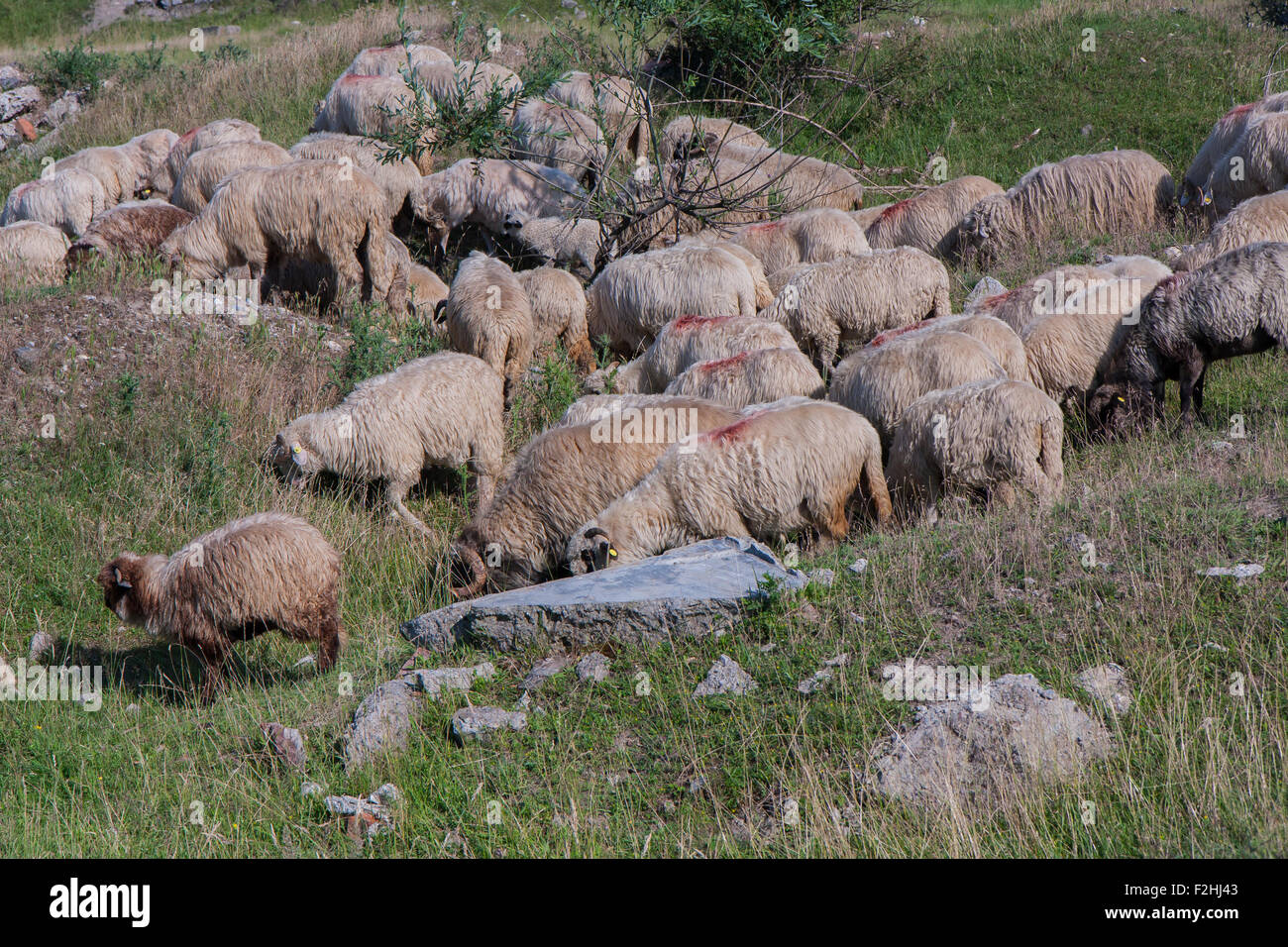Grazing flock of sheep among the green hills Stock Photo - Alamy