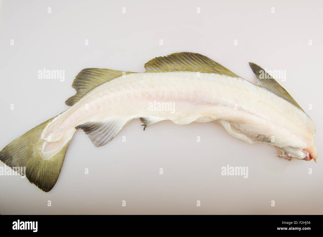 Cod fish skeleton, bones Stock Photo