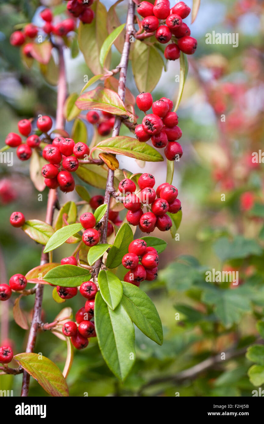 Cotoneaster Hybridus Pendulus berries in Autumn. Stock Photo