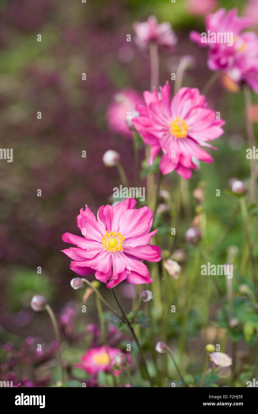 Anemone hupehensis var. japonica 'Pamina' flowers. Stock Photo