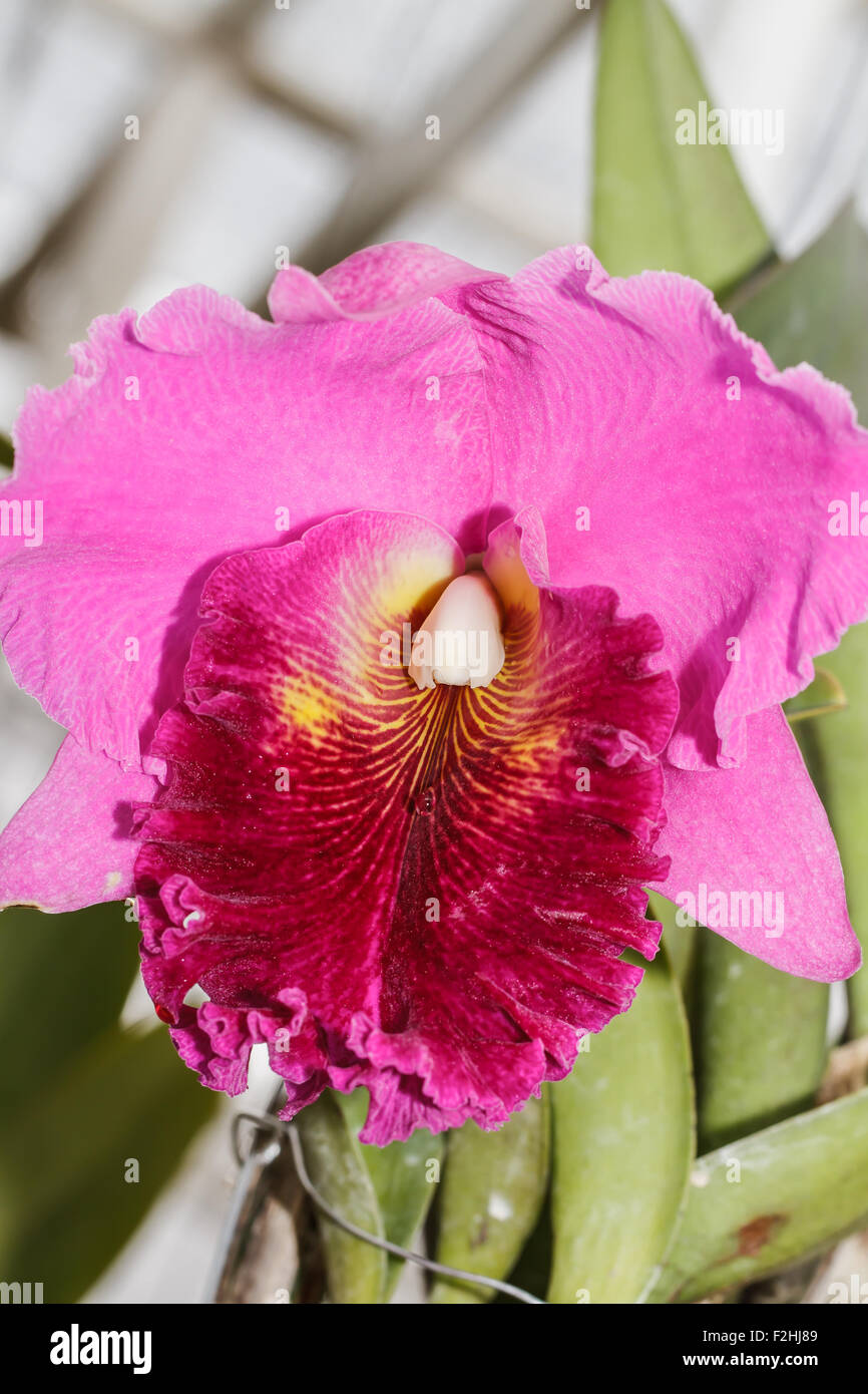 Cattleya labiata orchids Stock Photo