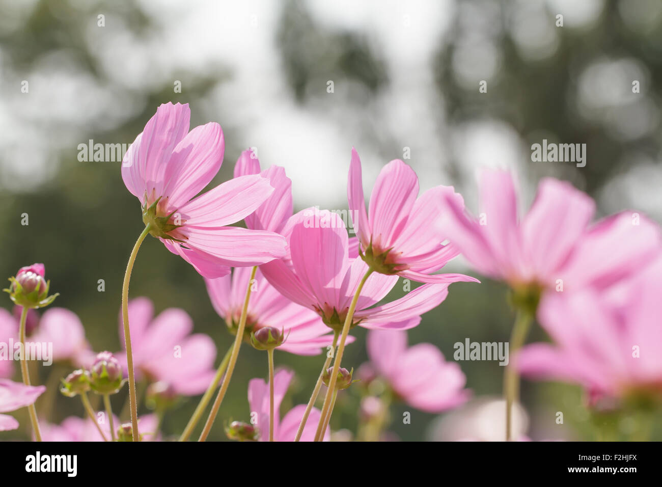 Pink cosmos image up close hi-res stock photography and images - Alamy