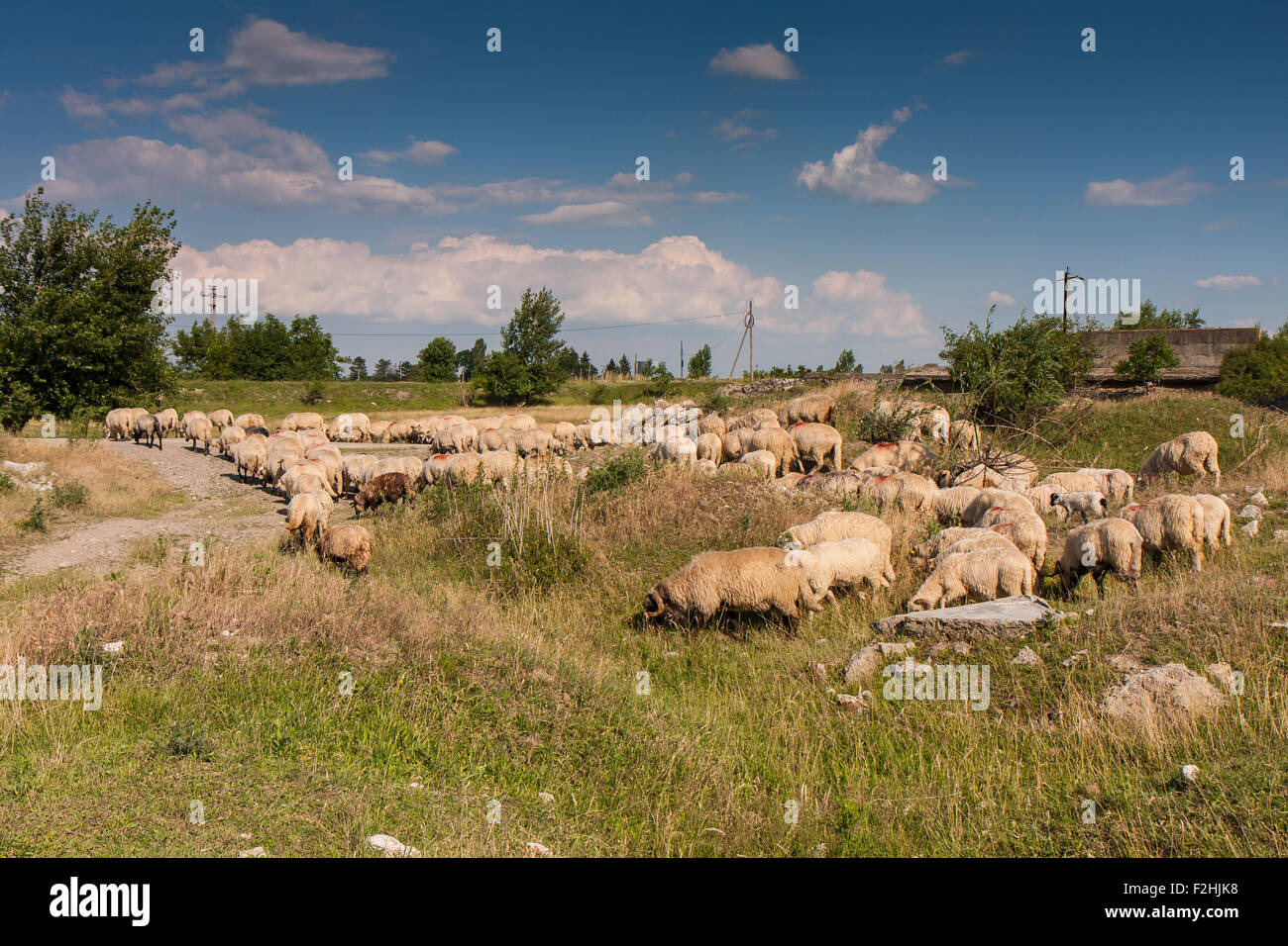 Grazing flock of sheep among the green hills Stock Photo - Alamy
