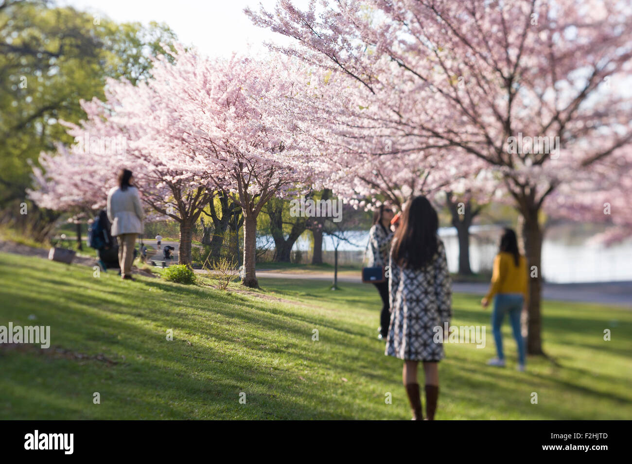 High Park, Toronto. Visitors during spring season cherry blossom Stock ...