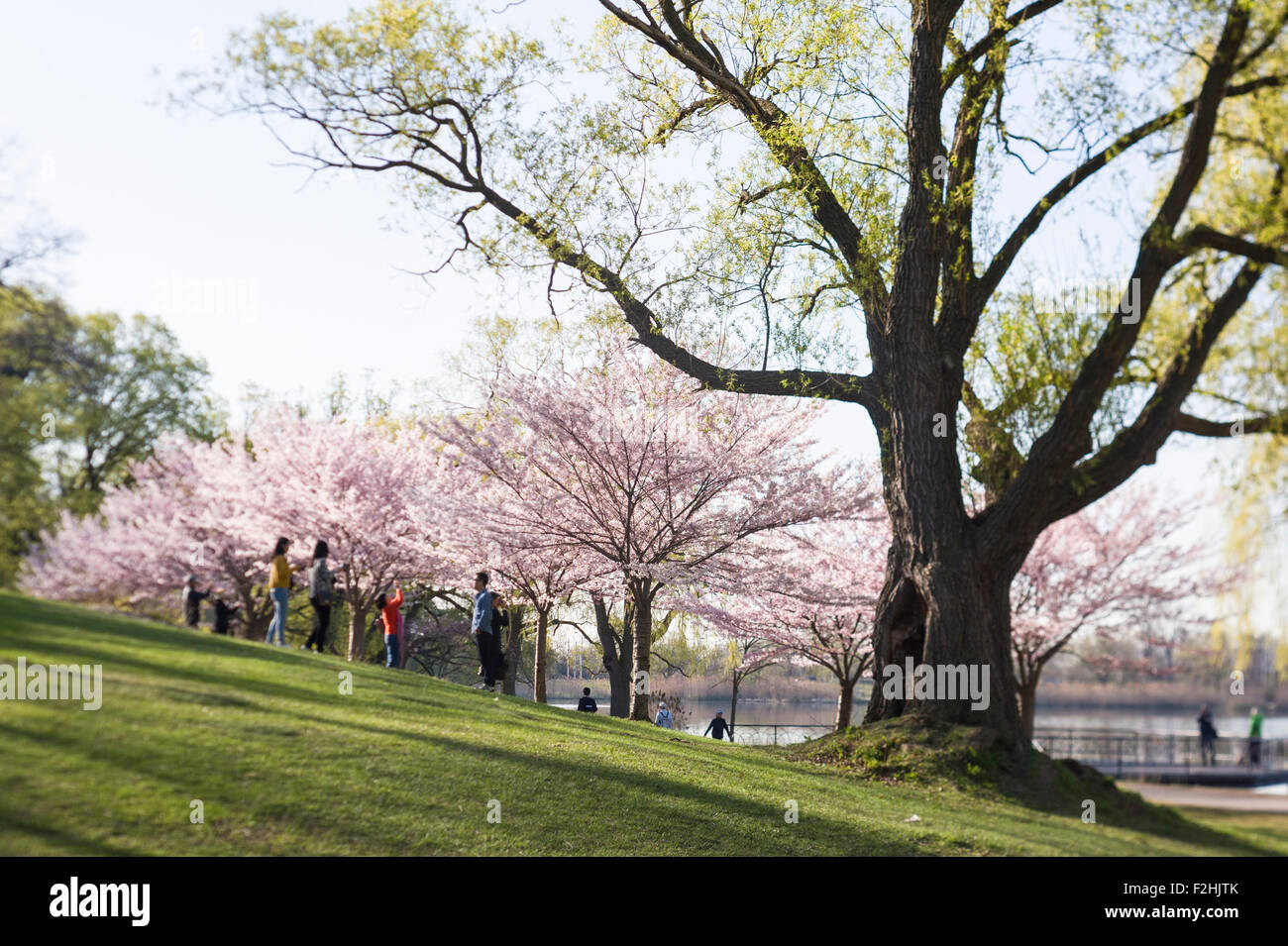 High Park, Toronto. Visitors during spring season cherry blossom Stock ...