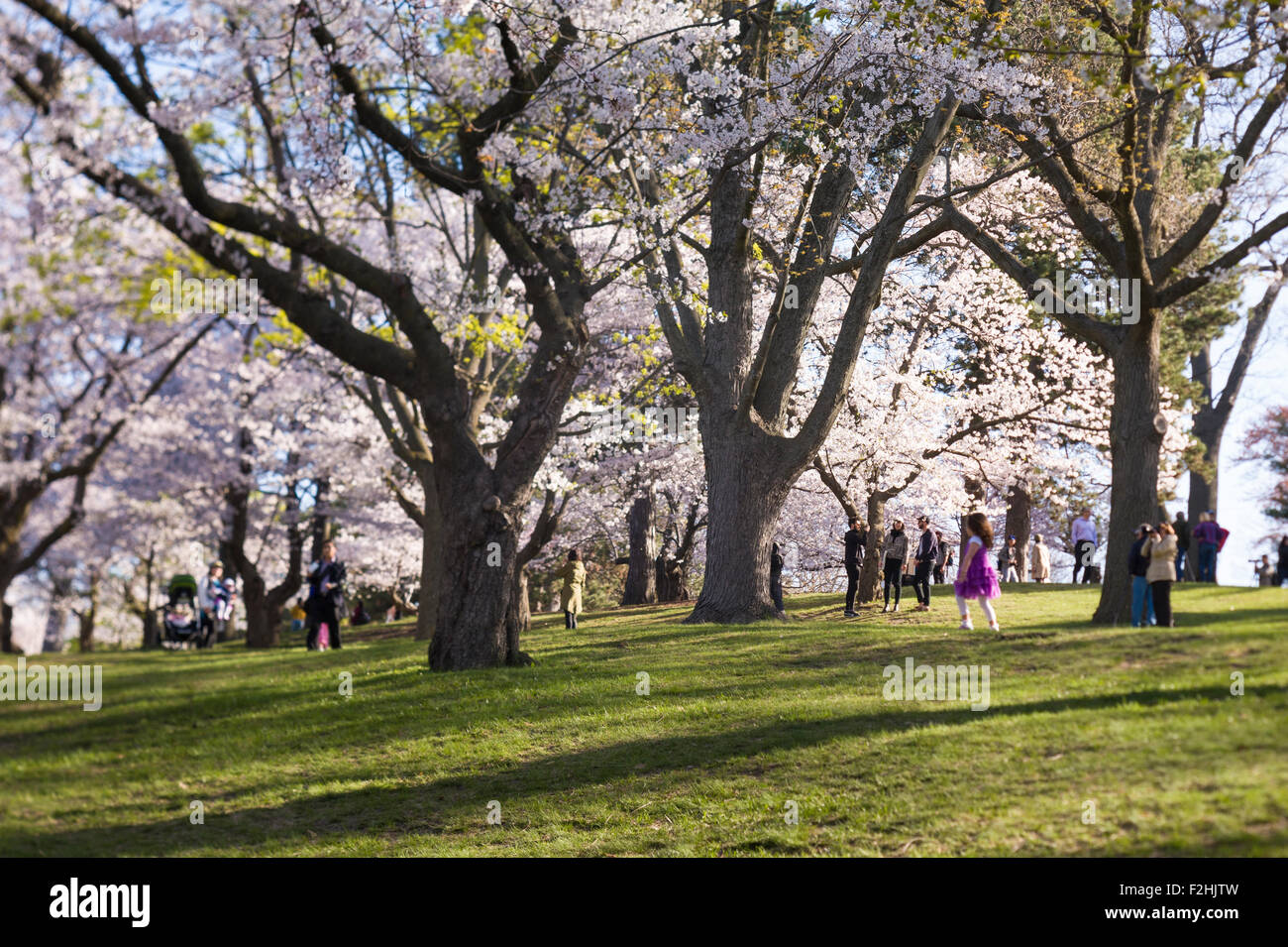 High Park, Toronto. Visitors during spring season cherry blossom Stock ...