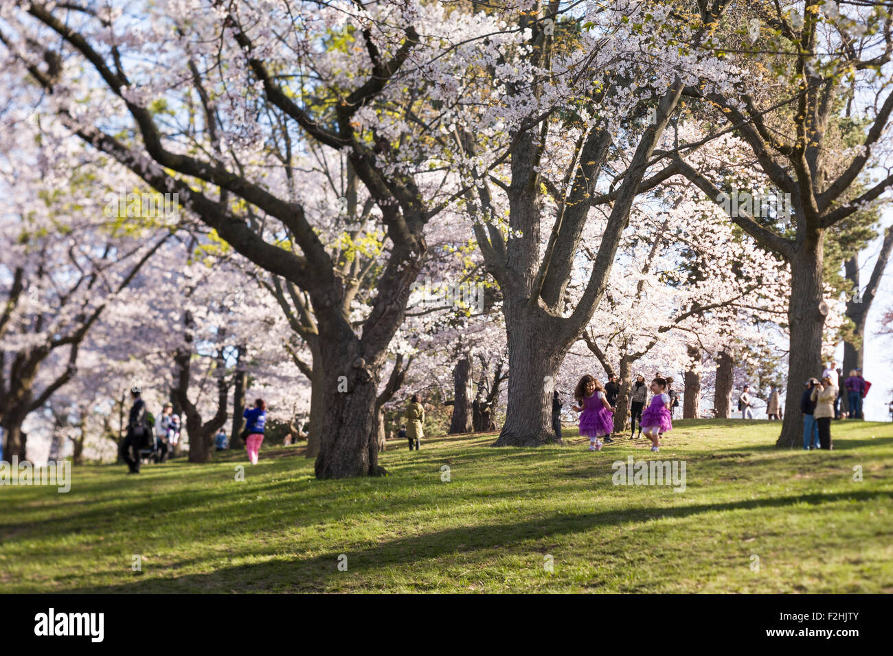 High Park, Toronto. Visitors during spring season cherry blossom Stock ...