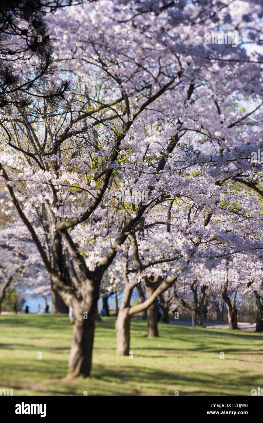 High Park, Toronto. Visitors during spring season cherry blossom Stock