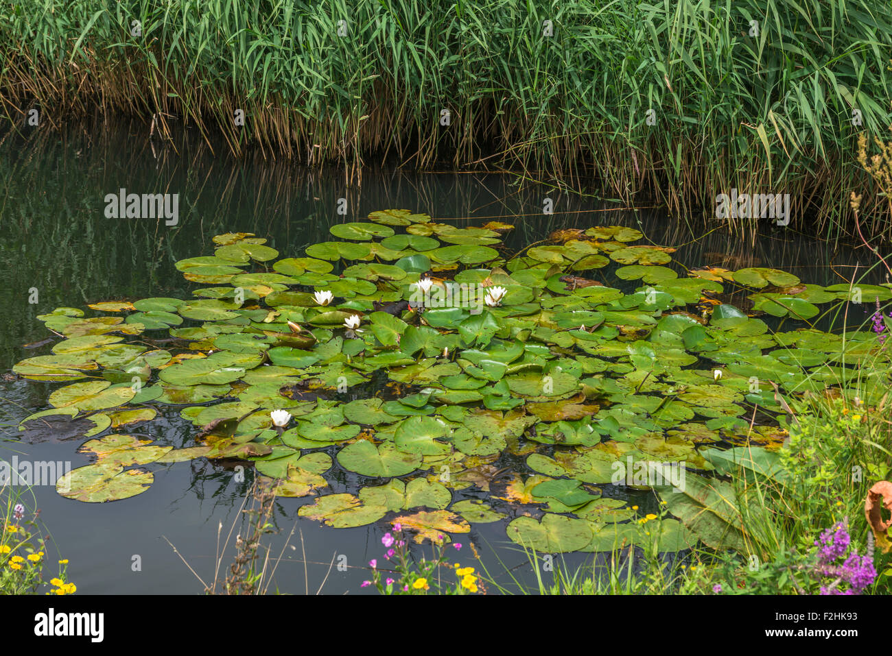 Hemingbrough Pond Water lilies on a pond in London Wetlands Center nature reserve Stock ...