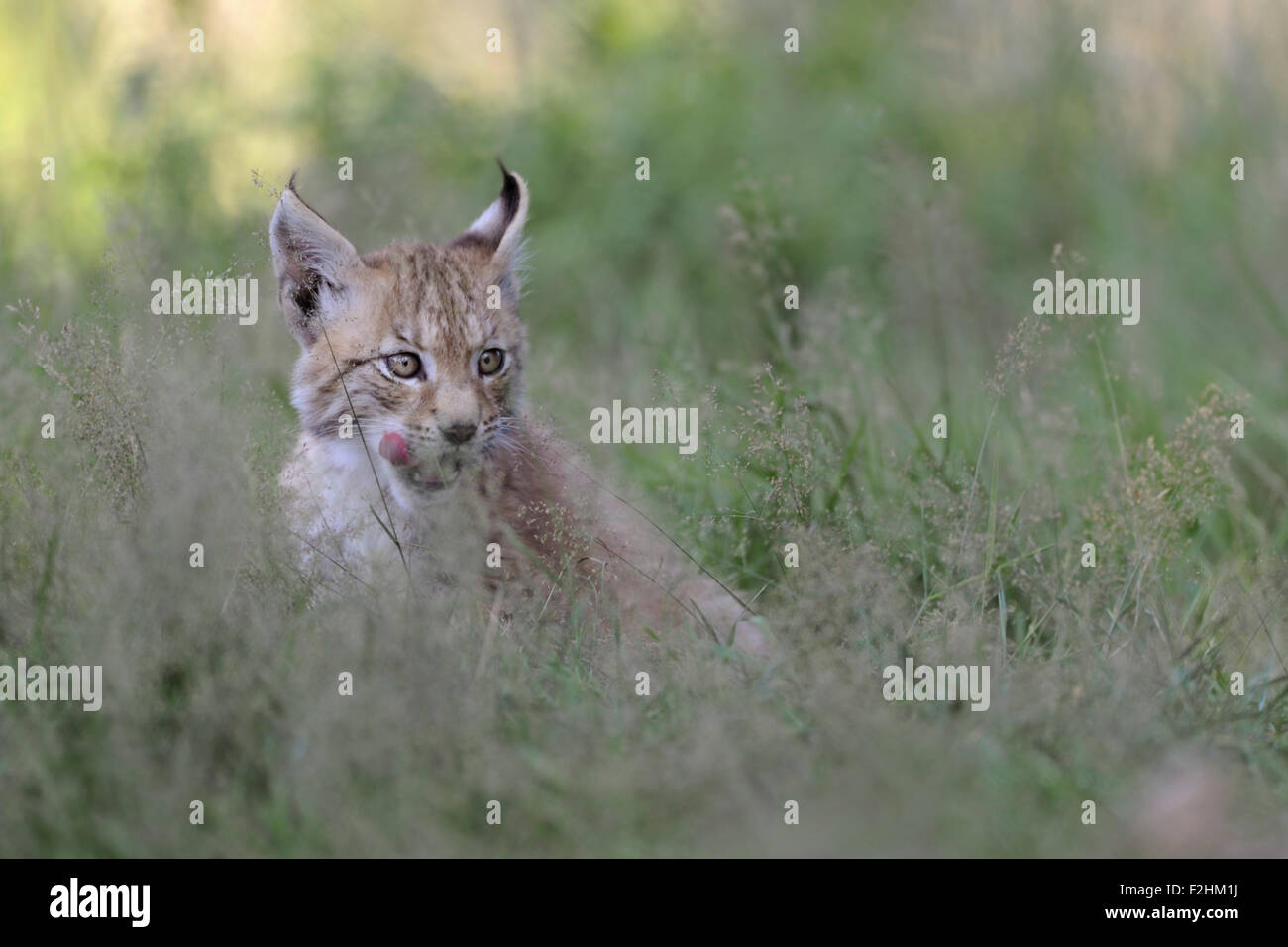 Young cub of Eurasian Lynx / Eurasischer Luchs ( Lynx lynx ) licks deceitful its tongue, looks funny. Stock Photo