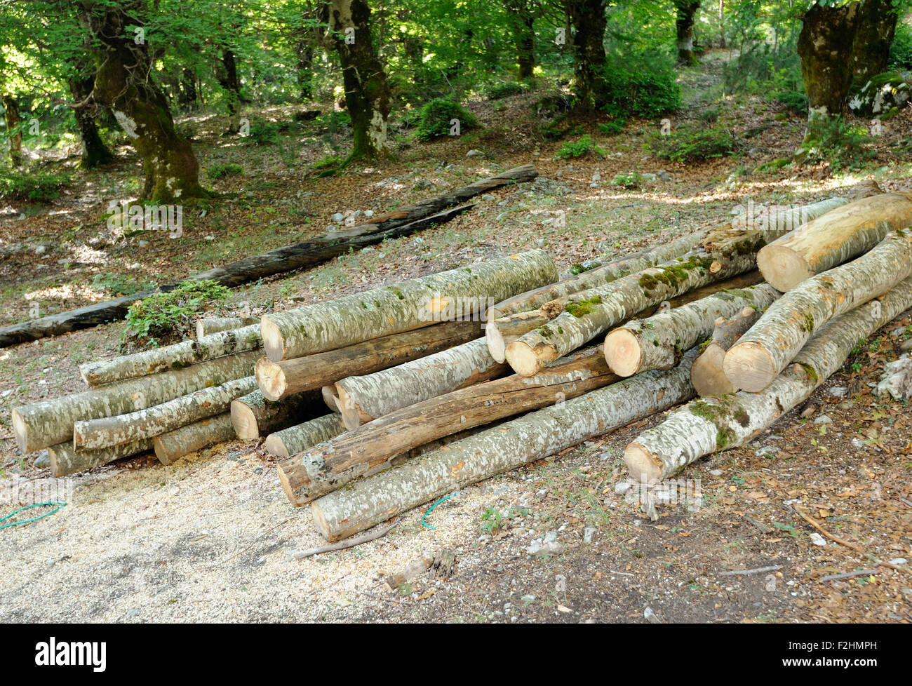 Freshly cut timber stacked in the beech (Fagus sylvatica)  woods above Valbone.  Valbone, Valbona, Albania. Stock Photo