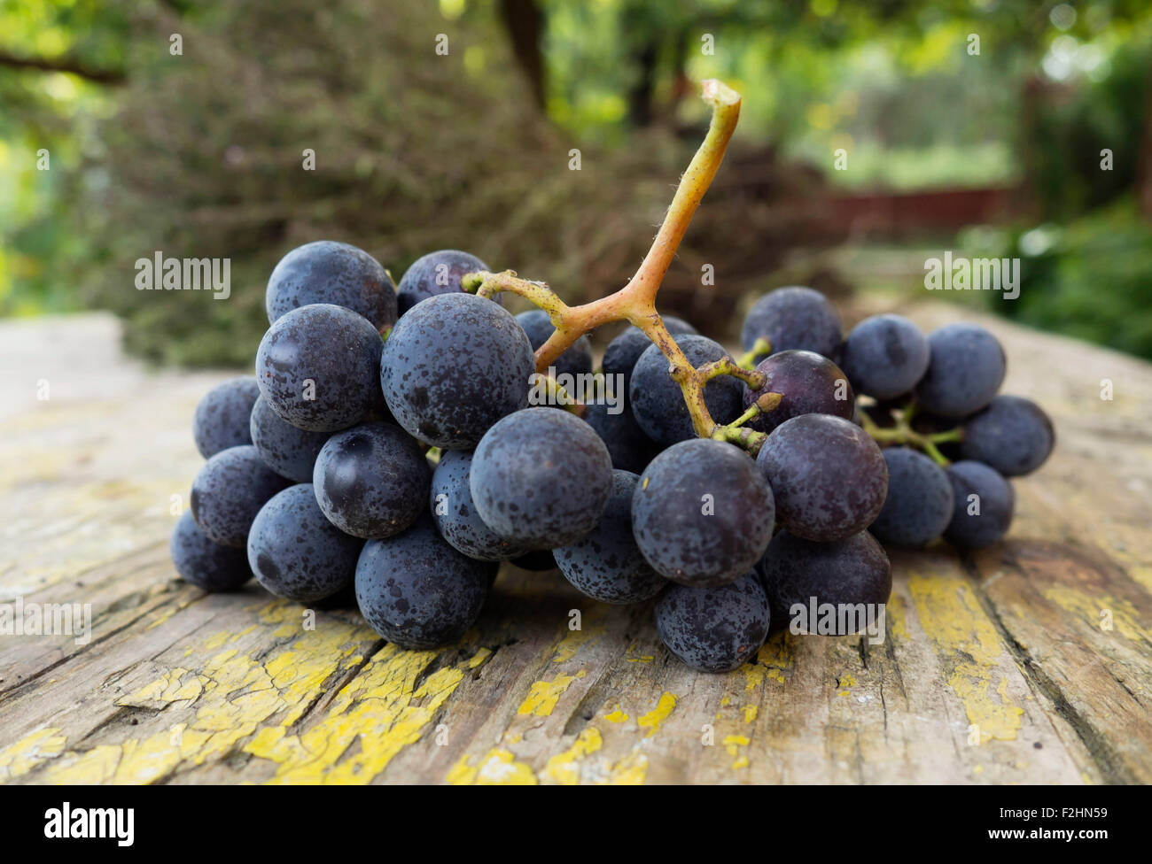 Grapes on a wood table Stock Photo Alamy