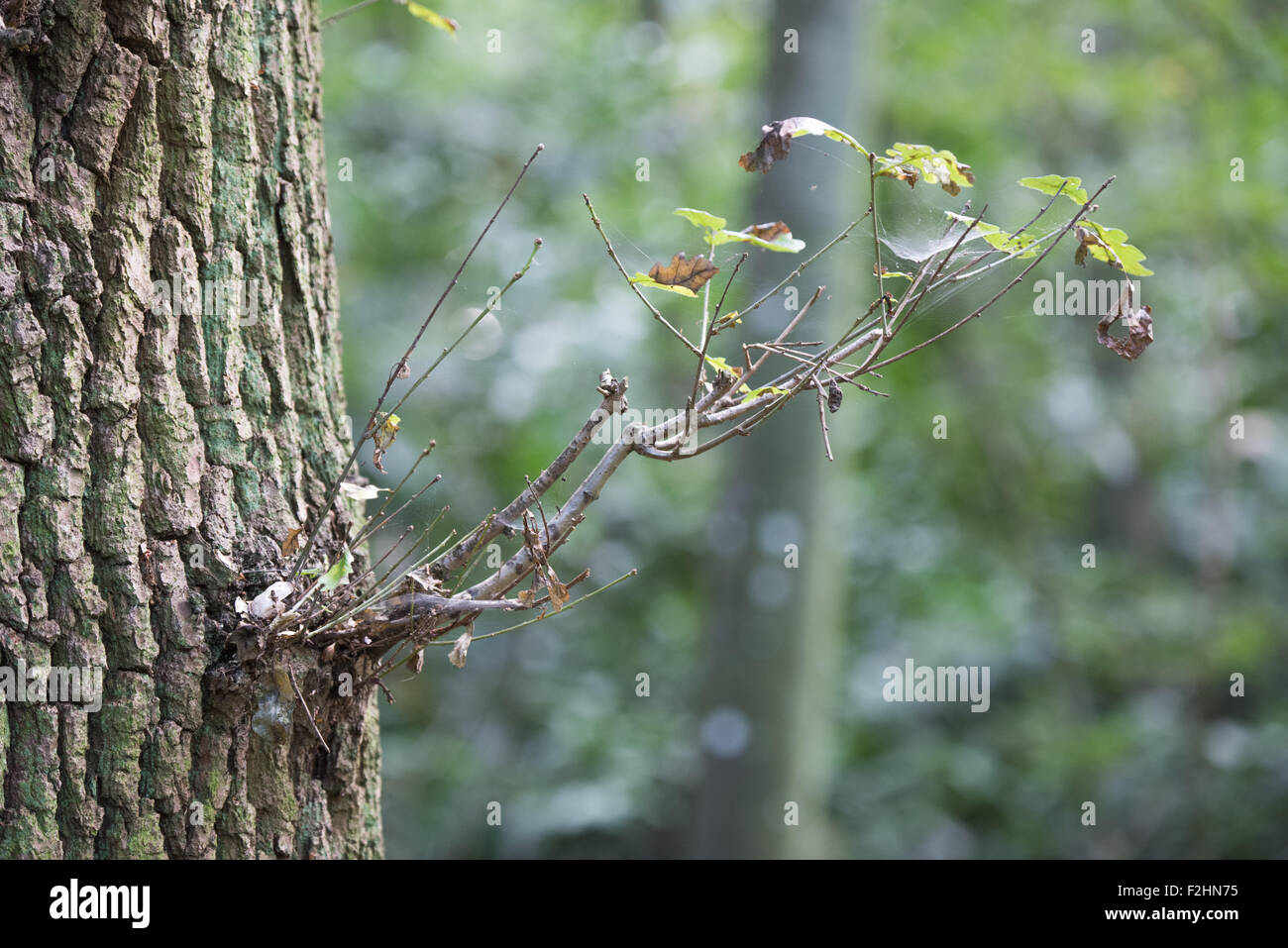 small branches growing out of the tree Stock Photo Alamy