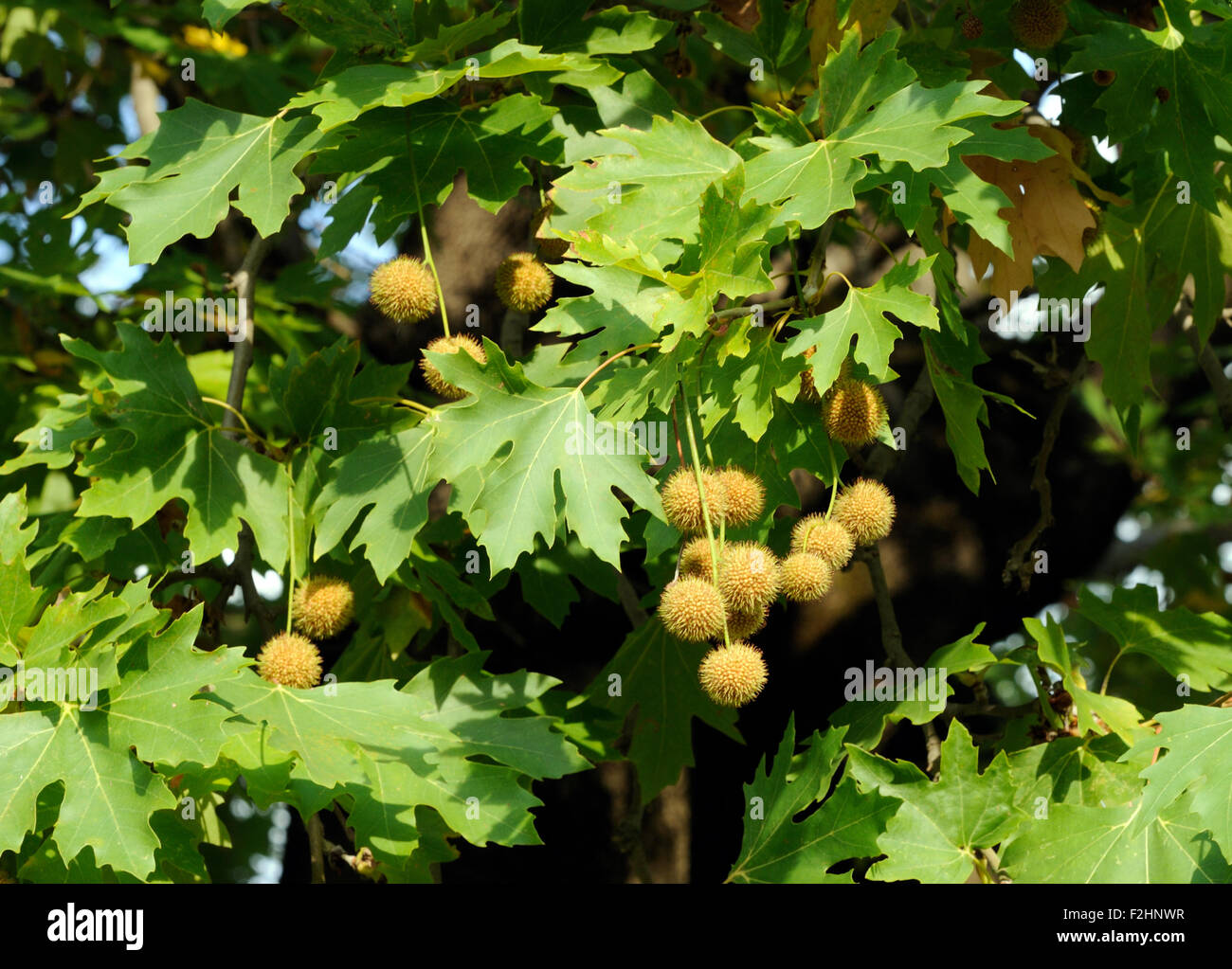 Fruits, balls of achenes,  hang from a plane (Platanus species) tree.   Pellumbas, Albania. Stock Photo