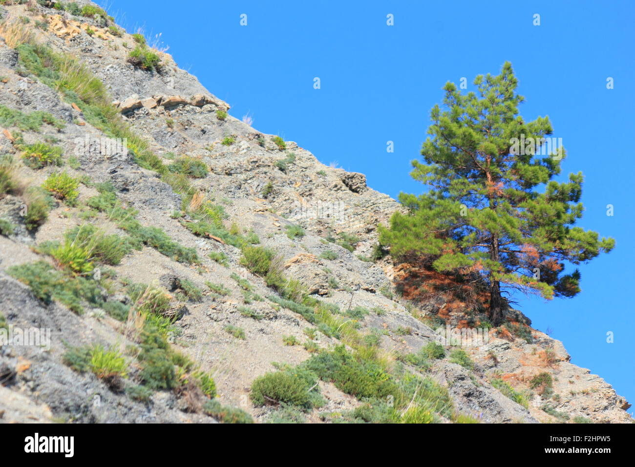 Steep slopes with sparse vegetation and low pine Stock Photo