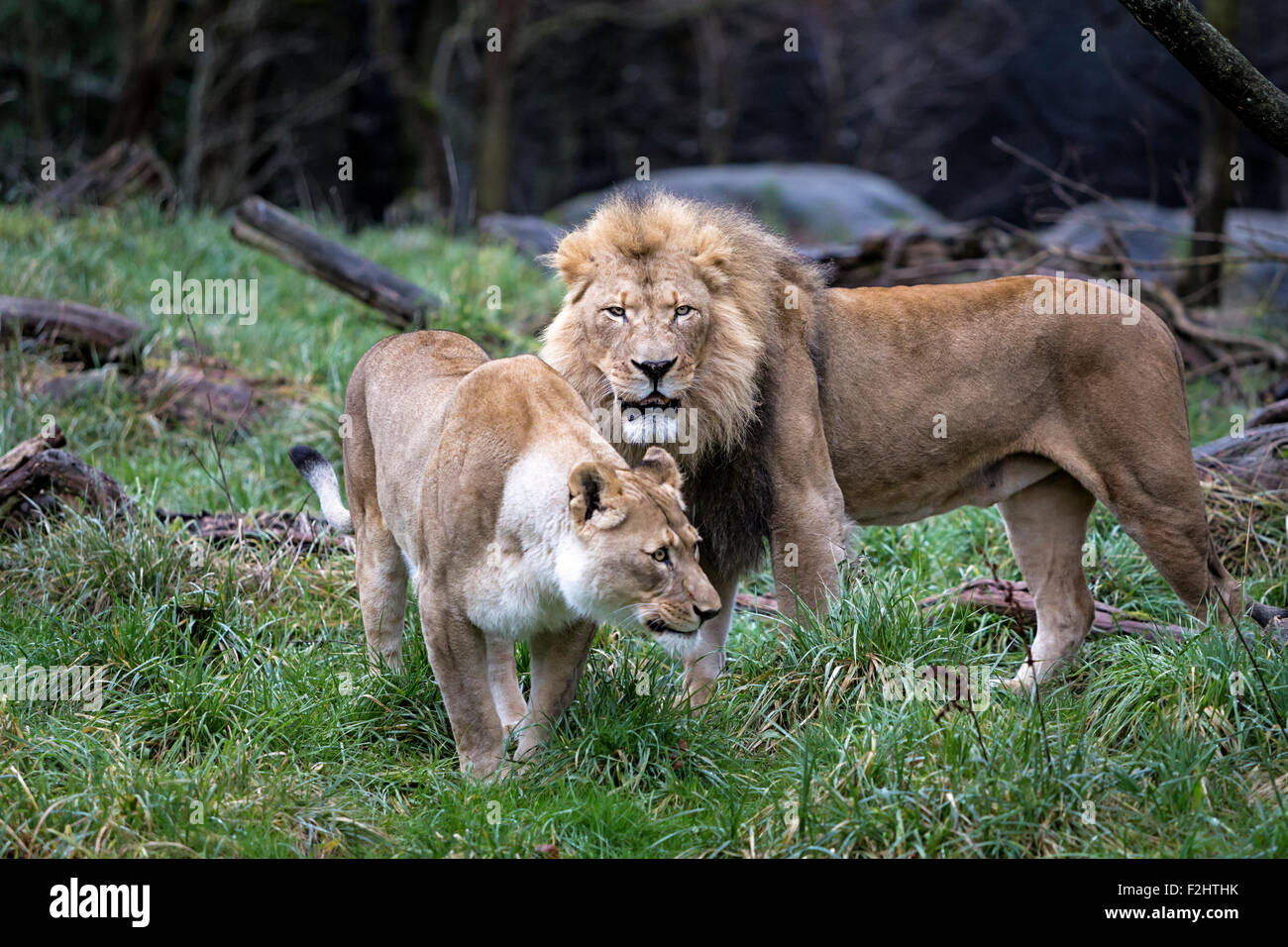 Are Dogs Allowed In The Seattle Zoo