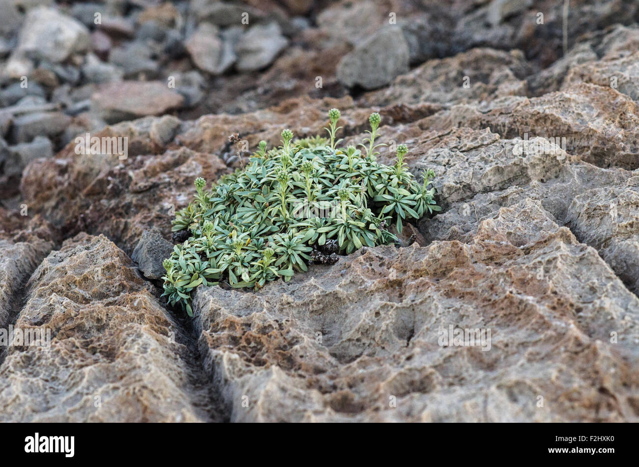 Plant foliage growing out of limestone in the El paso desert Stock