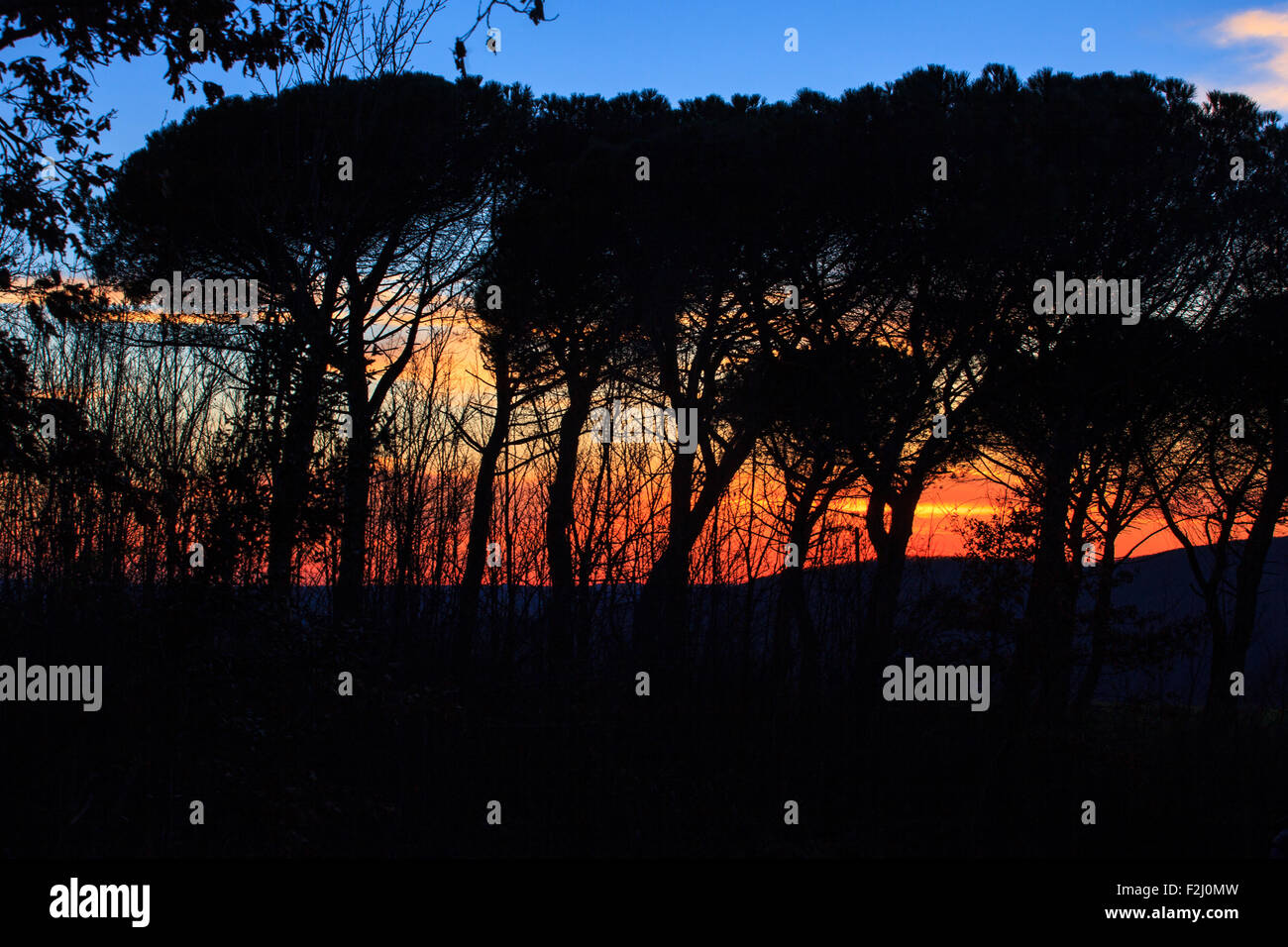 View of silhouette of trees at sunset Stock Photo - Alamy