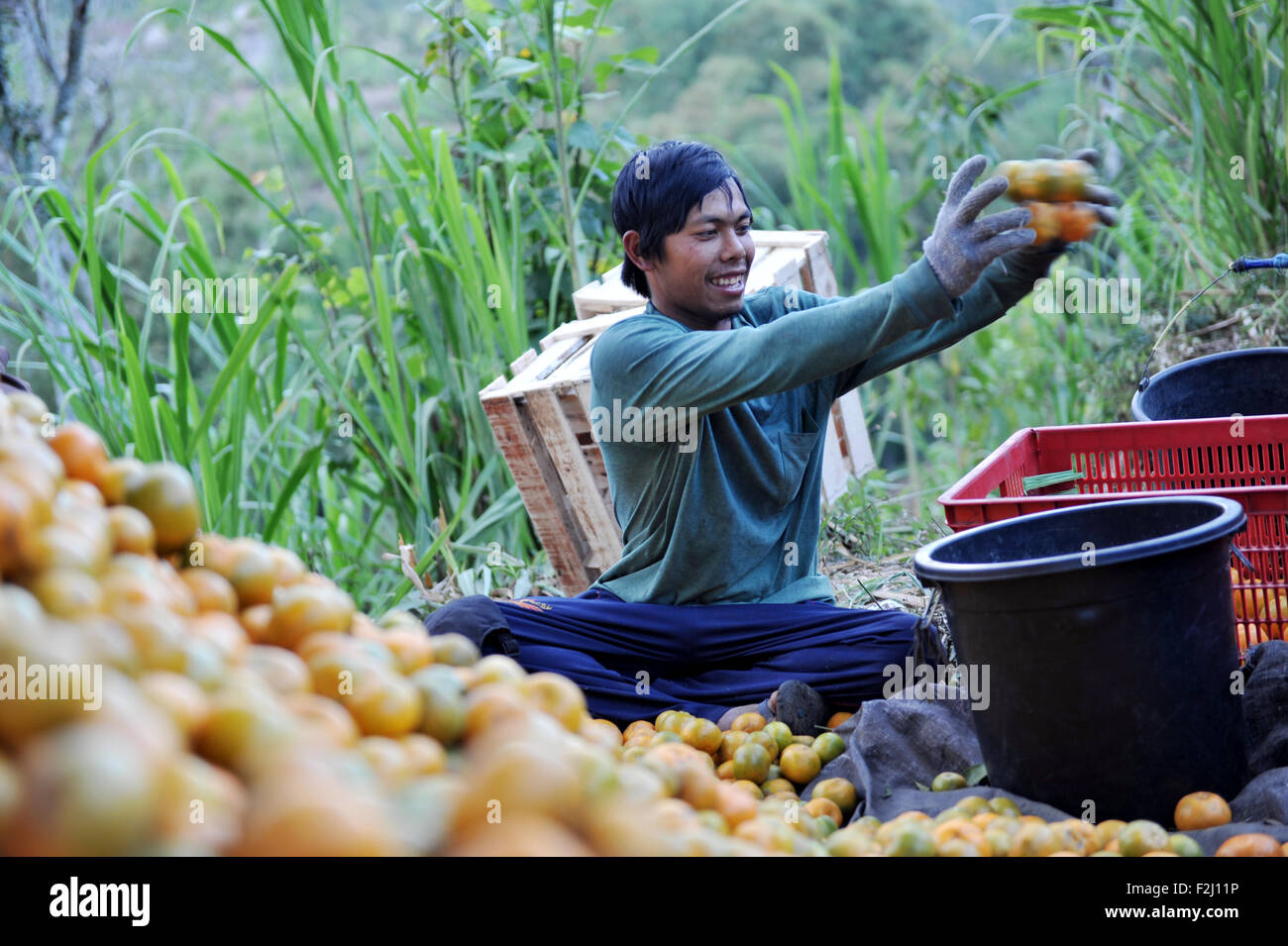 Orange plantation hires stock photography and images Alamy