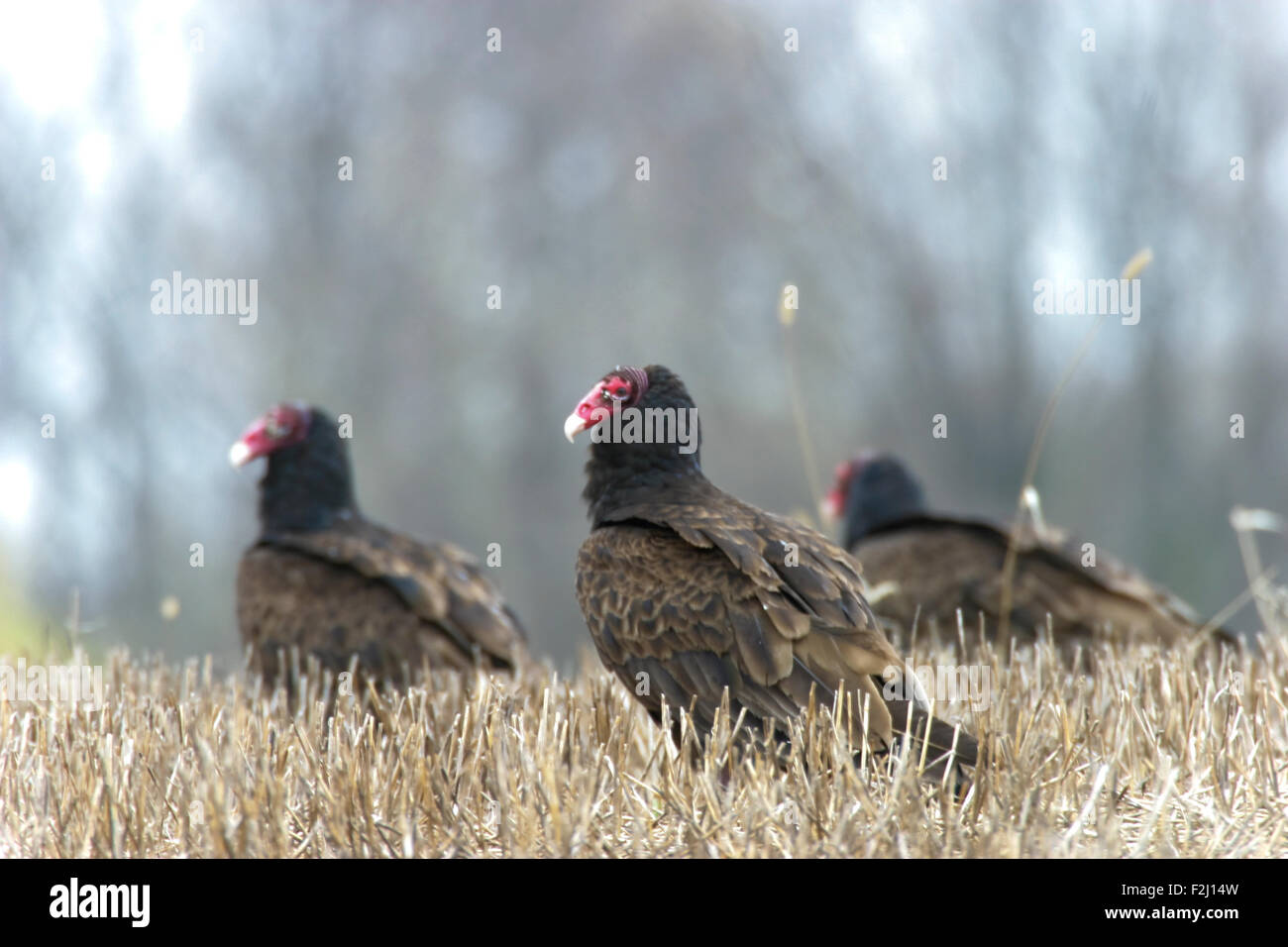 Group of Turkey Vultures in an open field Stock Photo Alamy